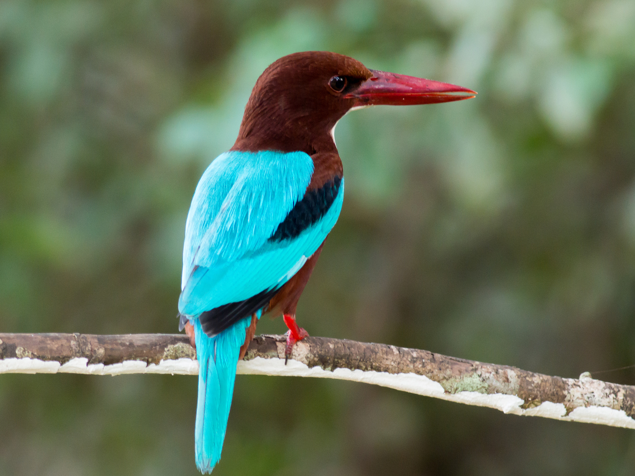 Metabones 400/5.6 sample photo. White-throated kingfisher photography