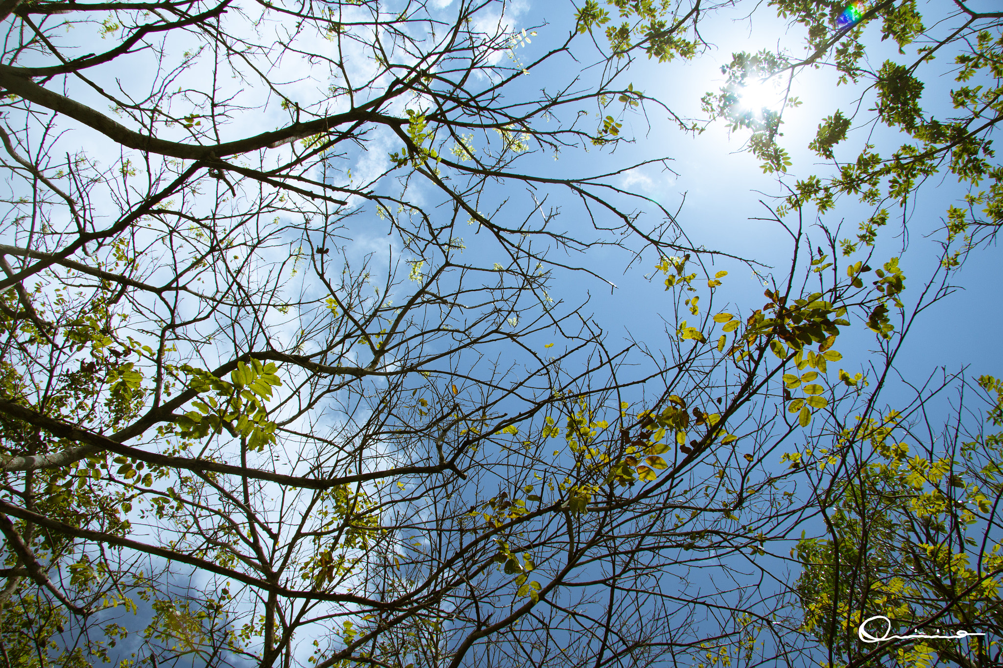 Canon EF-S 17-85mm F4-5.6 IS USM sample photo. Lighting trees photography