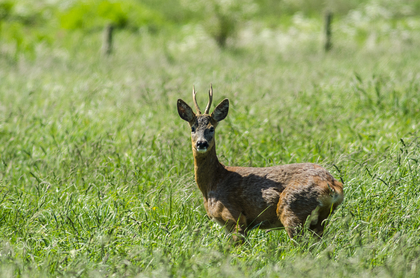 Nikon D7000 + AF Nikkor 300mm f/4 IF-ED sample photo. Roe deer buck in long grass photography