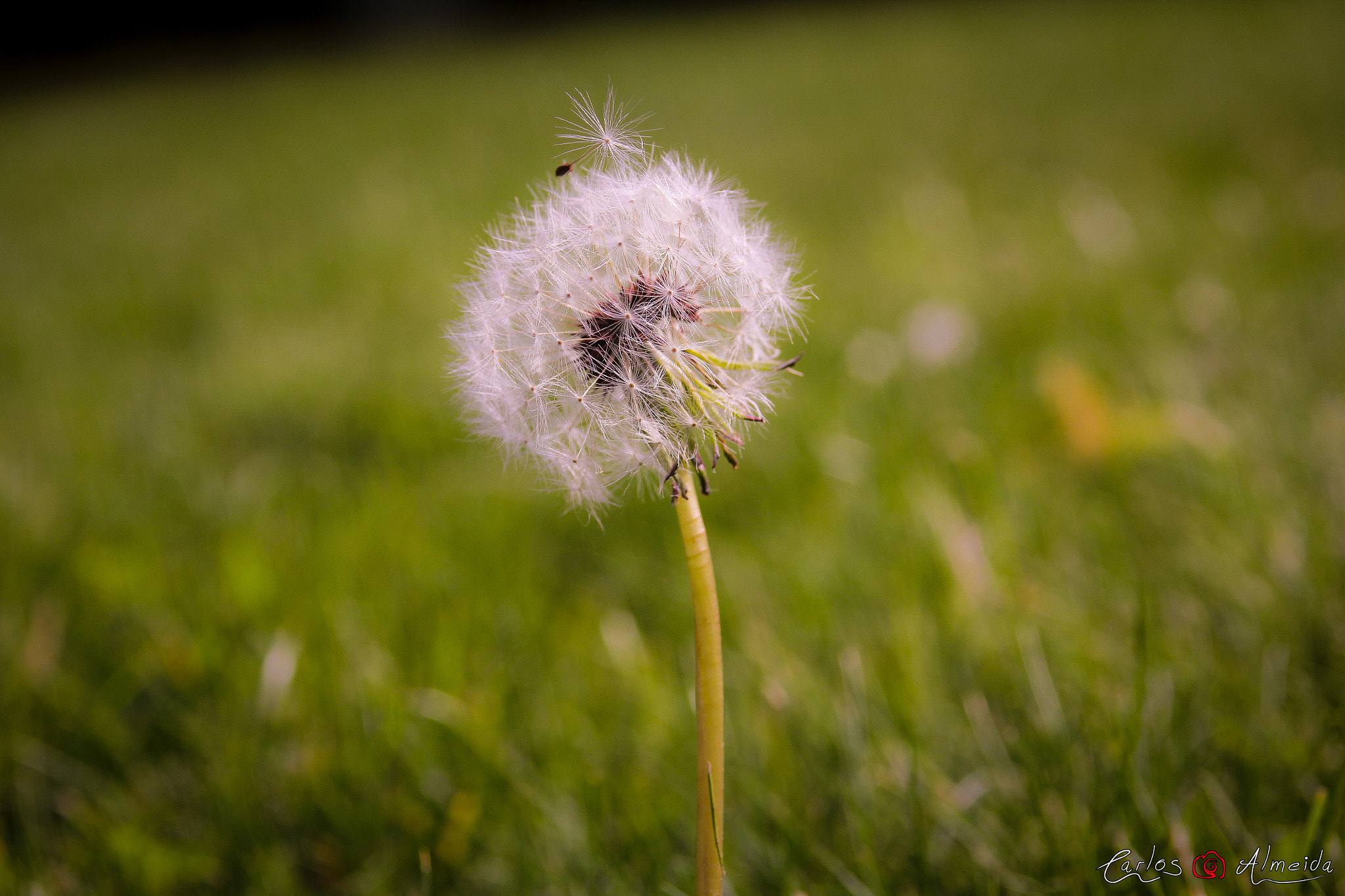 Canon EF 35-80mm f/4-5.6 sample photo