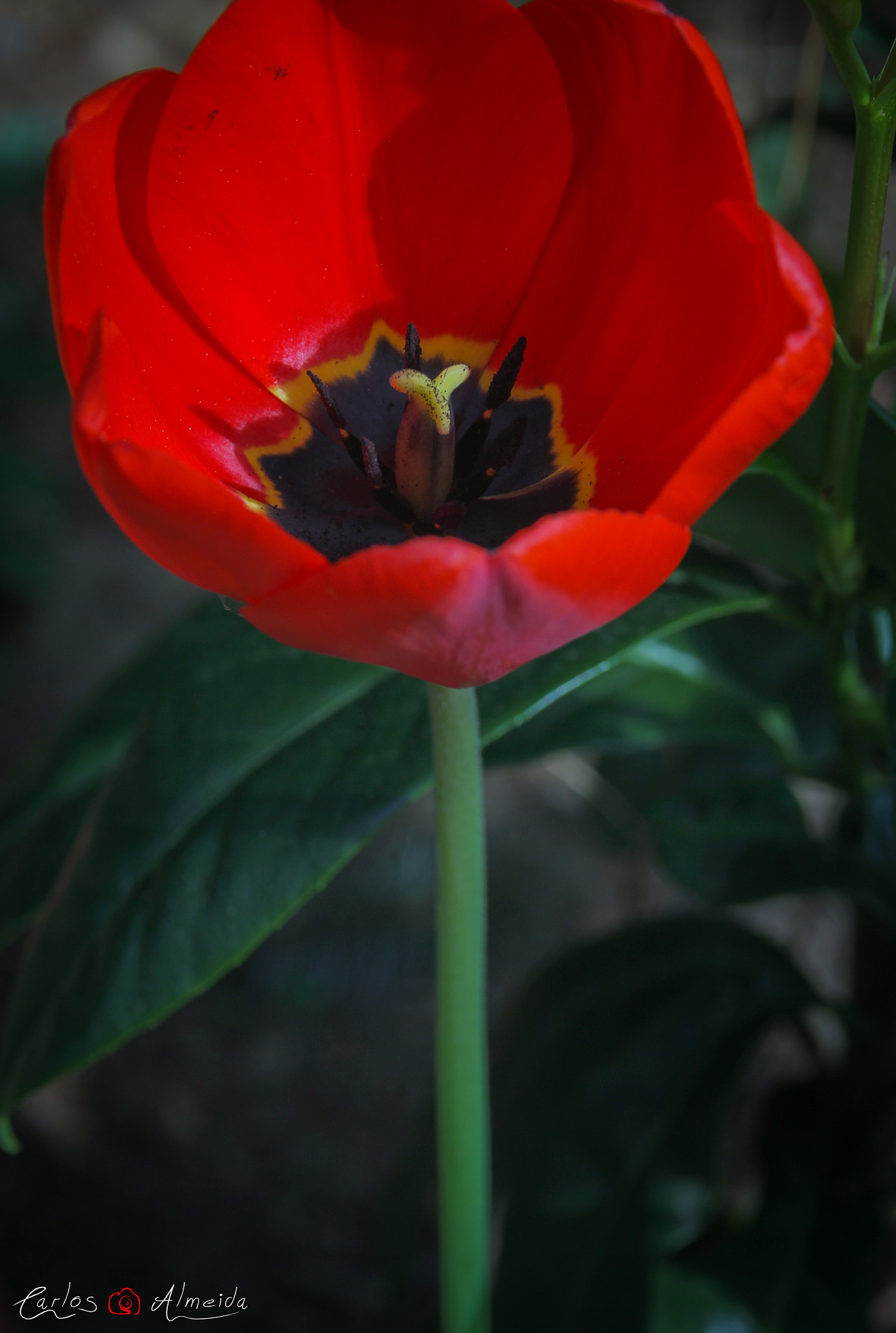 Canon EF 35-80mm f/4-5.6 sample photo