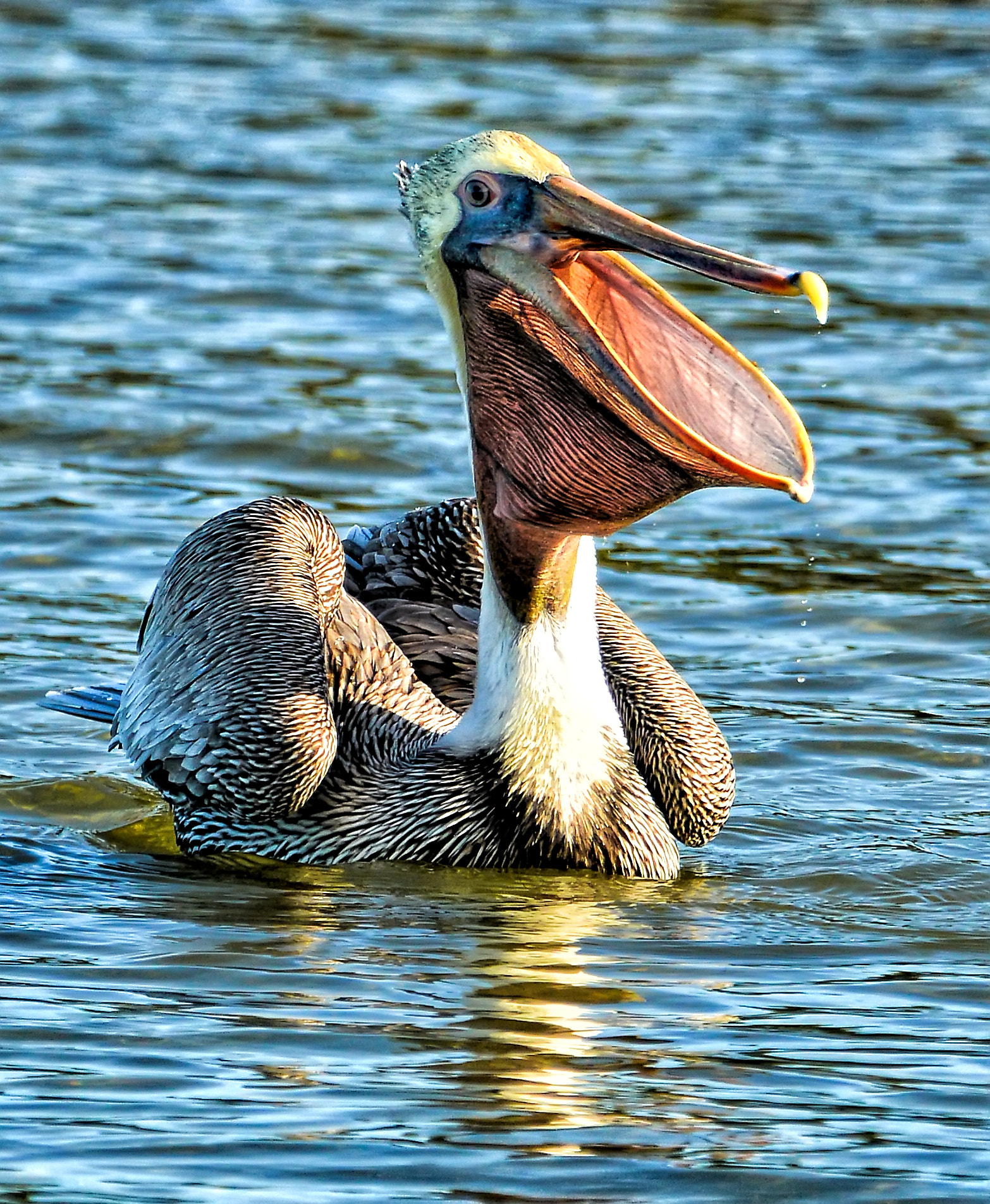 Nikon D800 sample photo. Pelican smile photography