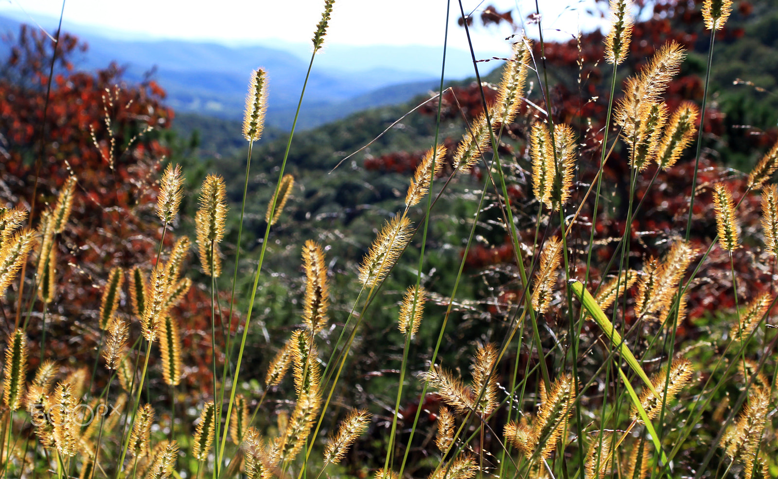 Canon EOS 50D + Sigma 24-70mm F2.8 EX DG Macro sample photo. Appalachia grass photography