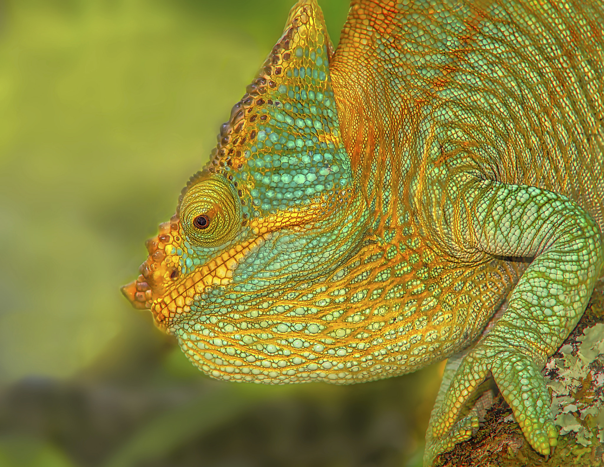 Canon EF 100mm F2.8 Macro USM sample photo. Chameleon photography