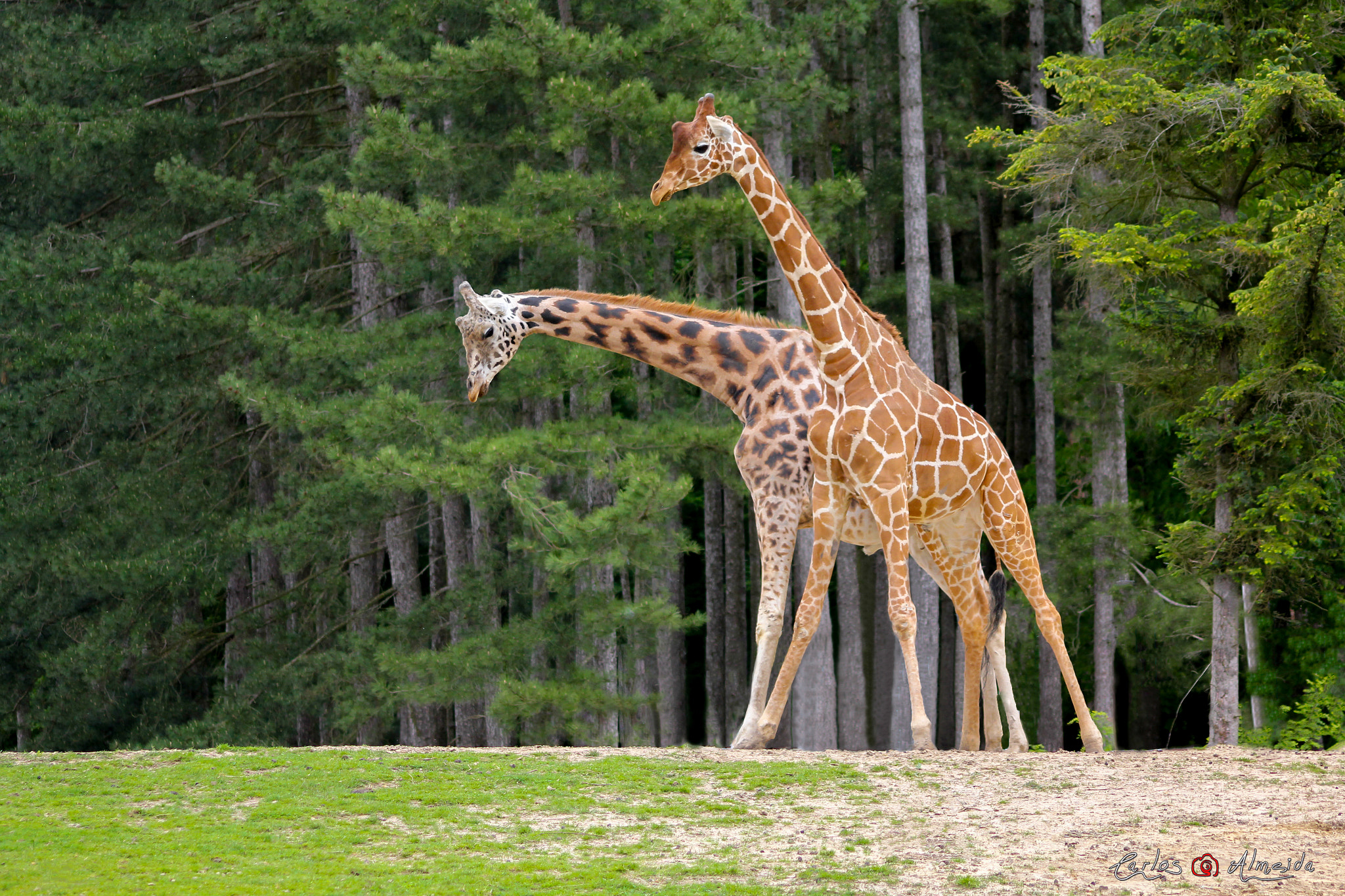 Canon EOS 60D sample photo. Dual girafa photography