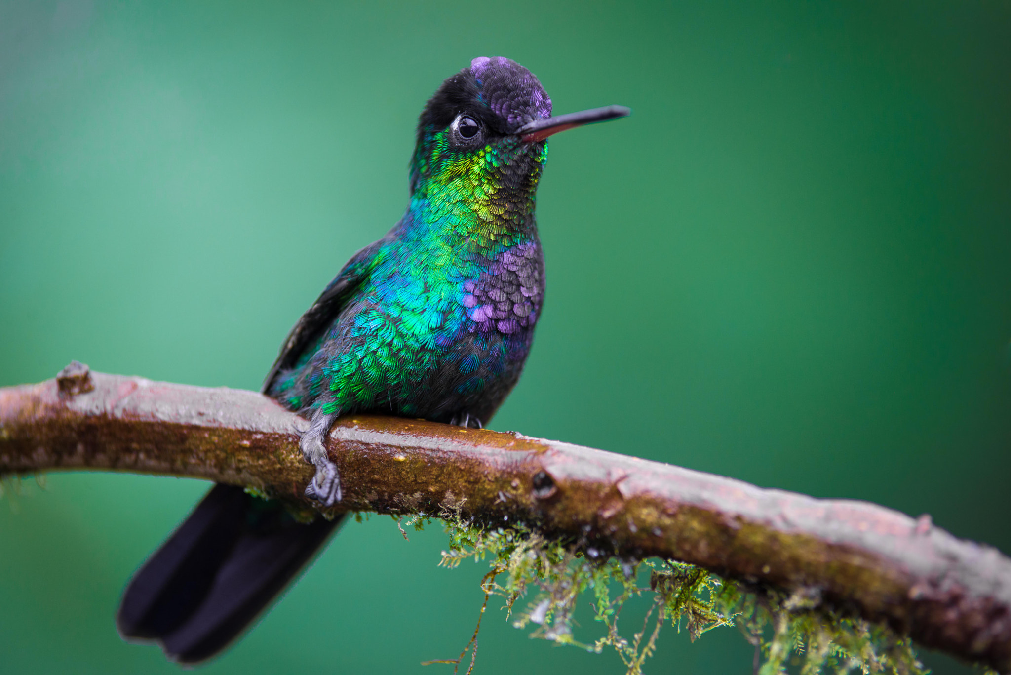 Nikon D600 sample photo. Colibrí garganta de fuego. photography