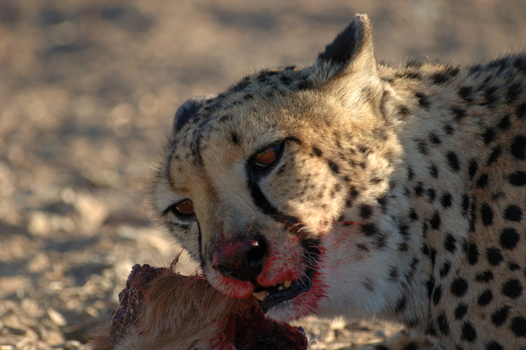 Nikon D70s + Sigma 70-300mm F4-5.6 APO Macro Super II sample photo. Namibia okonjima photography