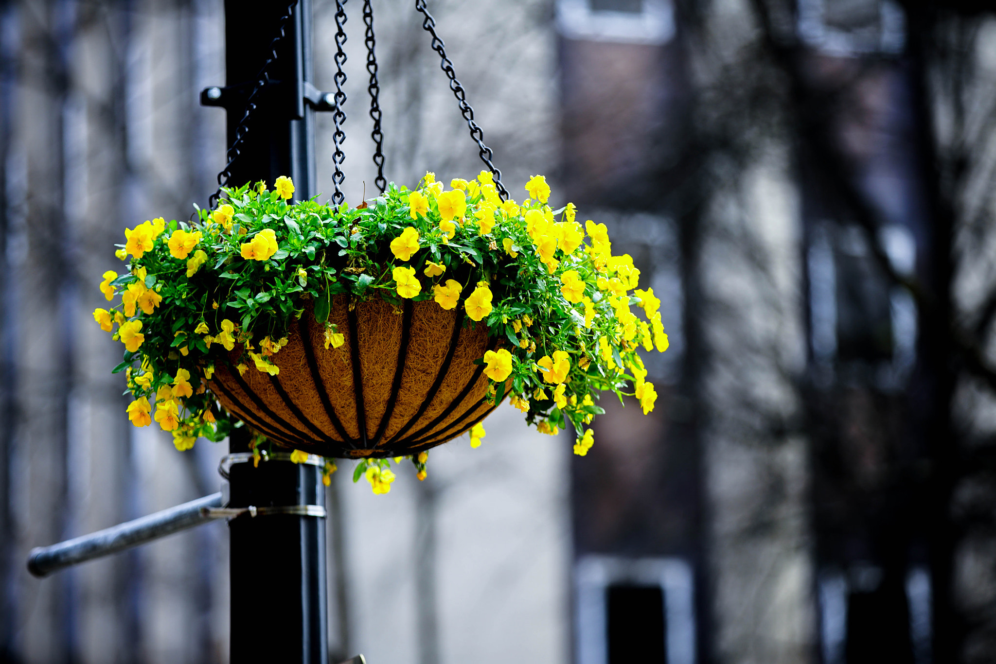 Canon EF 70-200mm F2.8L IS II USM sample photo. Color photography