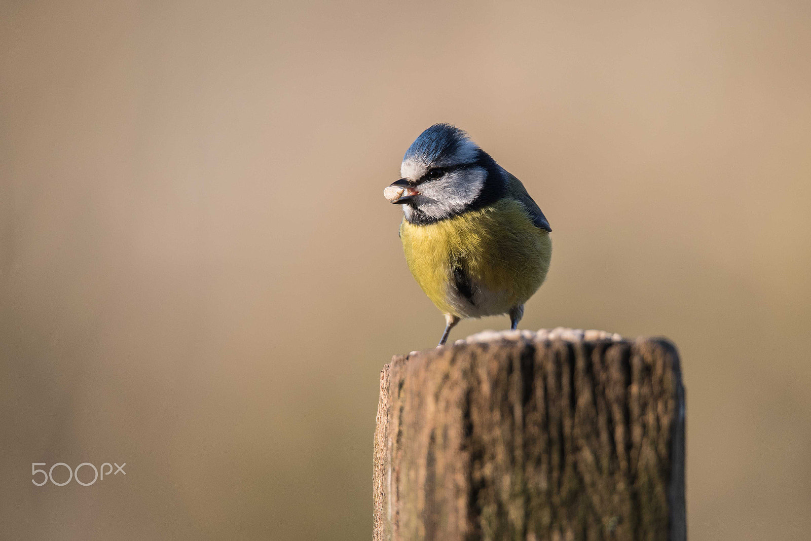 Sigma 150-600mm F5-6.3 DG OS HSM | S sample photo. Greedy blue tit photography