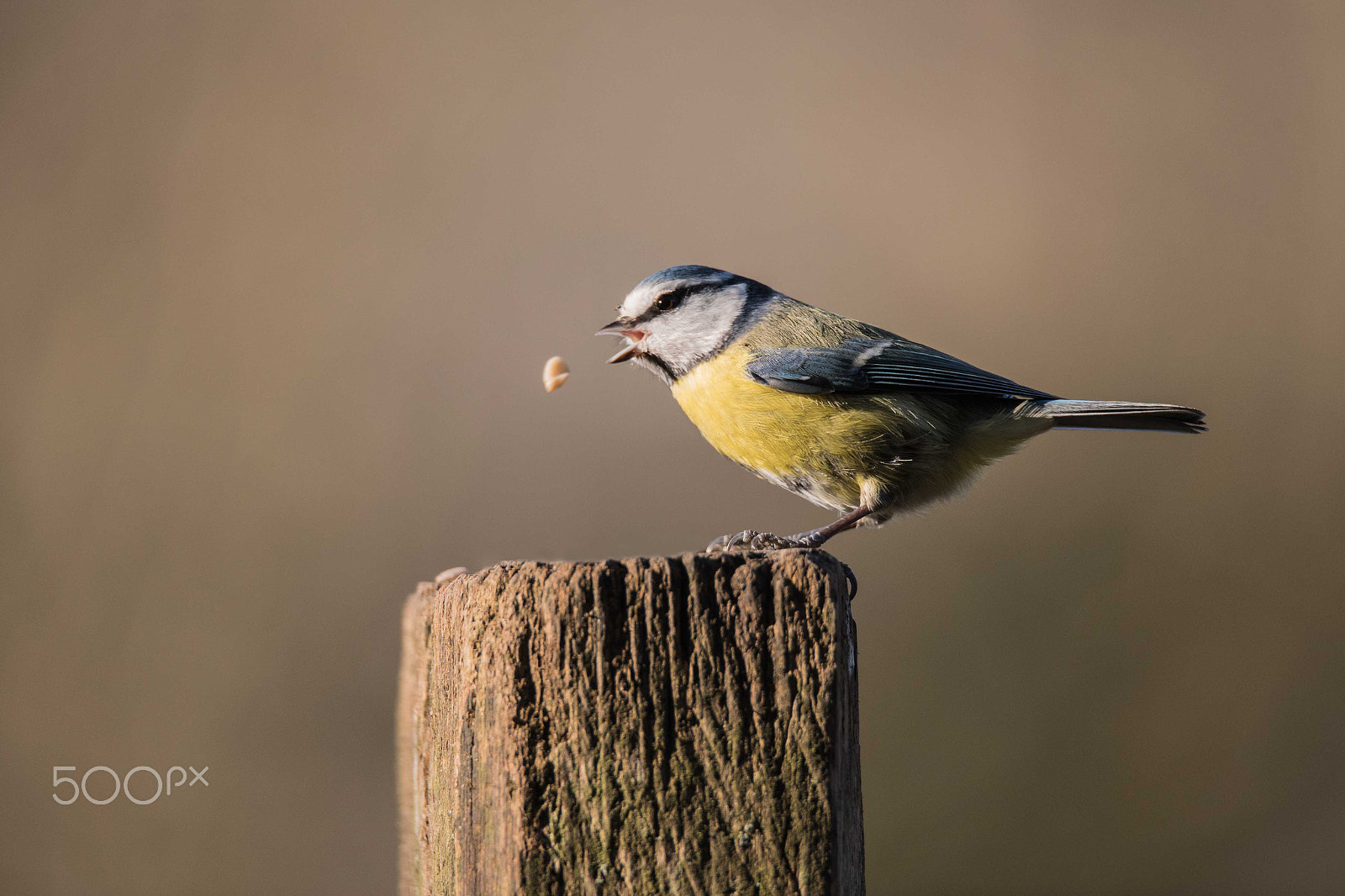 Nikon D750 + Sigma 150-600mm F5-6.3 DG OS HSM | S sample photo. Its rude to spit - blue tit photography