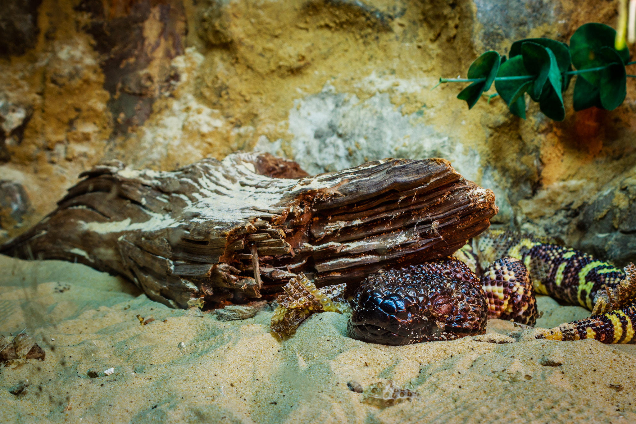 Canon EF 28-80mm f/3.5-5.6 USM IV sample photo. Sleeping reptile - calm reptile photography