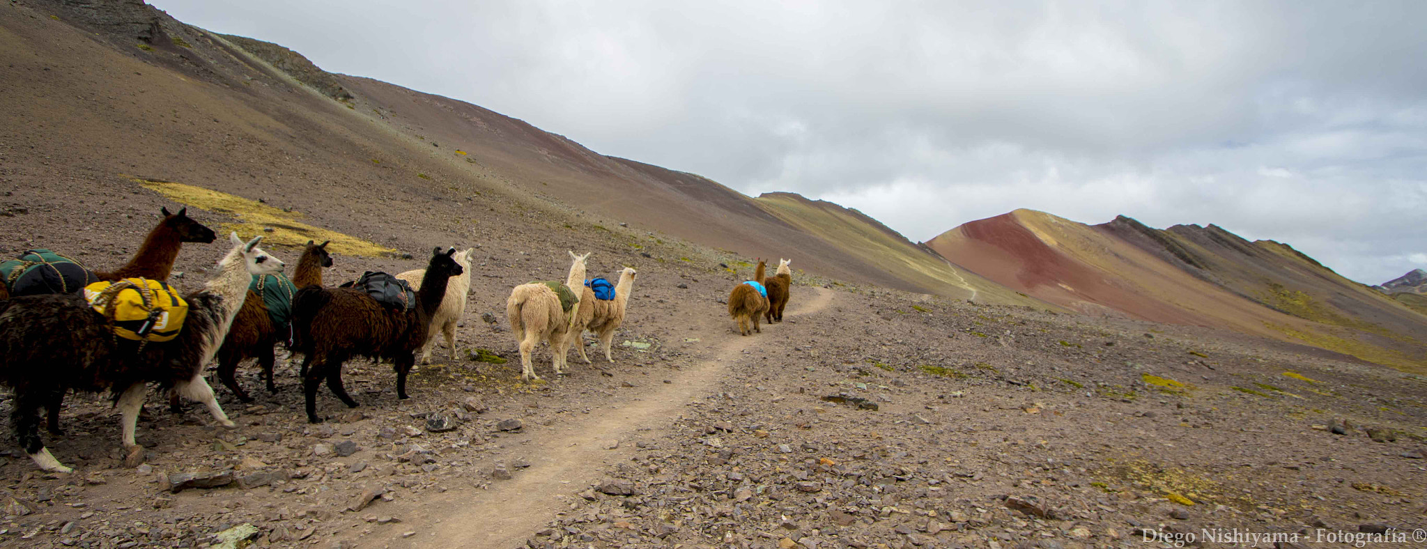 Sigma 10-20mm F3.5 EX DC HSM sample photo. Llama traffic jam photography