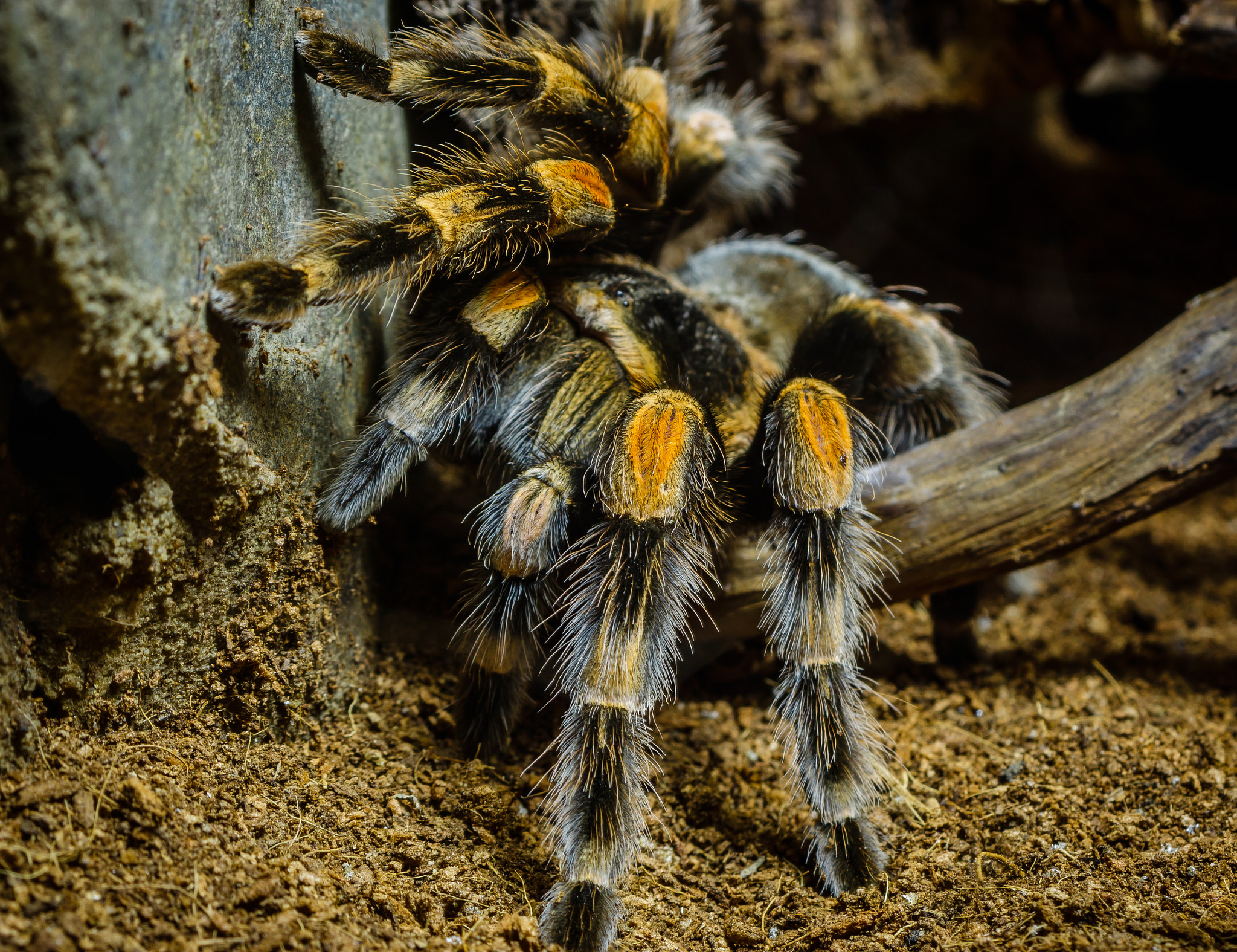 Canon EF 28-80mm f/3.5-5.6 USM IV sample photo. Hair level - spider photography