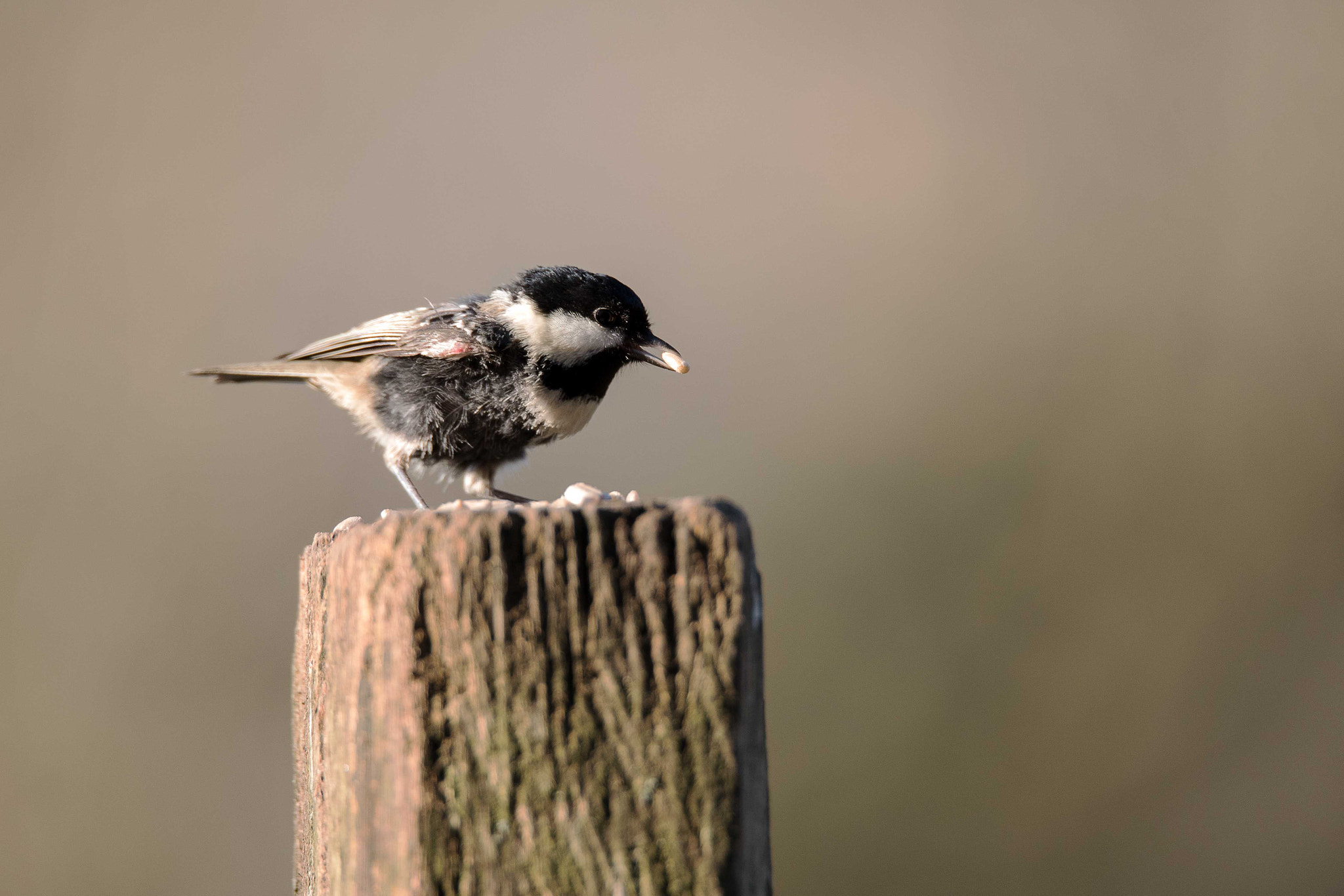 Nikon D750 + Sigma 150-600mm F5-6.3 DG OS HSM | S sample photo. Scruffy coal tit photography