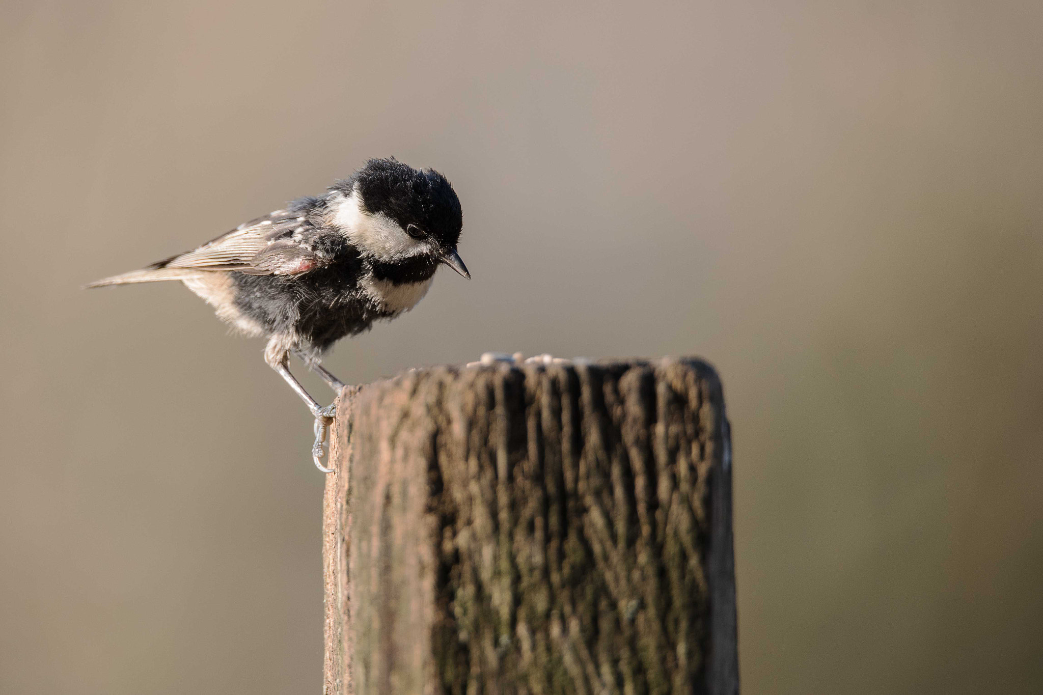 Nikon D750 + Sigma 150-600mm F5-6.3 DG OS HSM | S sample photo. Scruffy coal tit photography