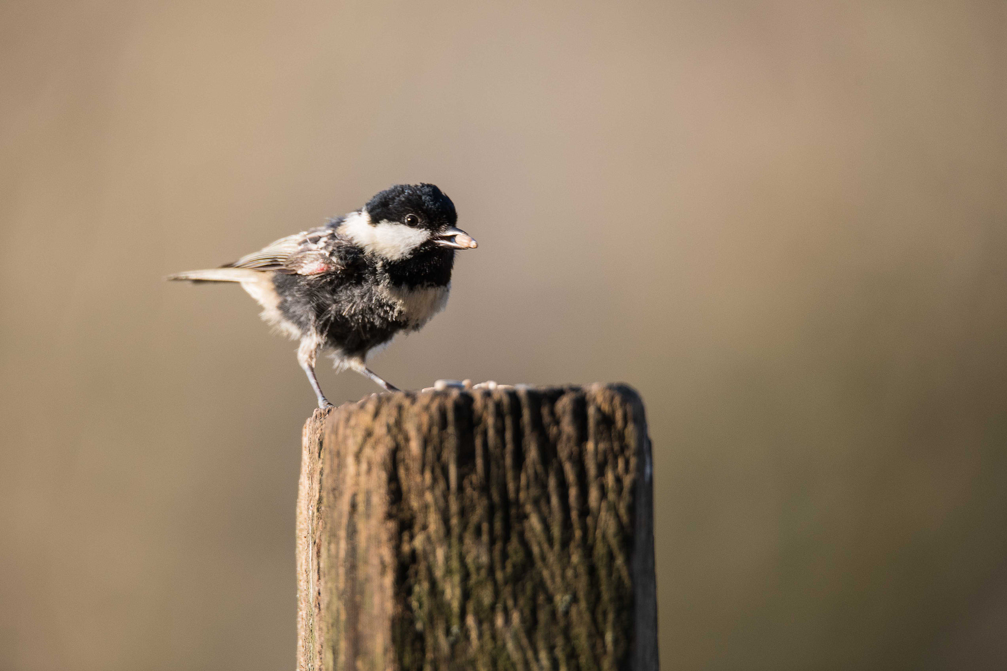 Nikon D750 + Sigma 150-600mm F5-6.3 DG OS HSM | S sample photo. Scruffy coal tit photography