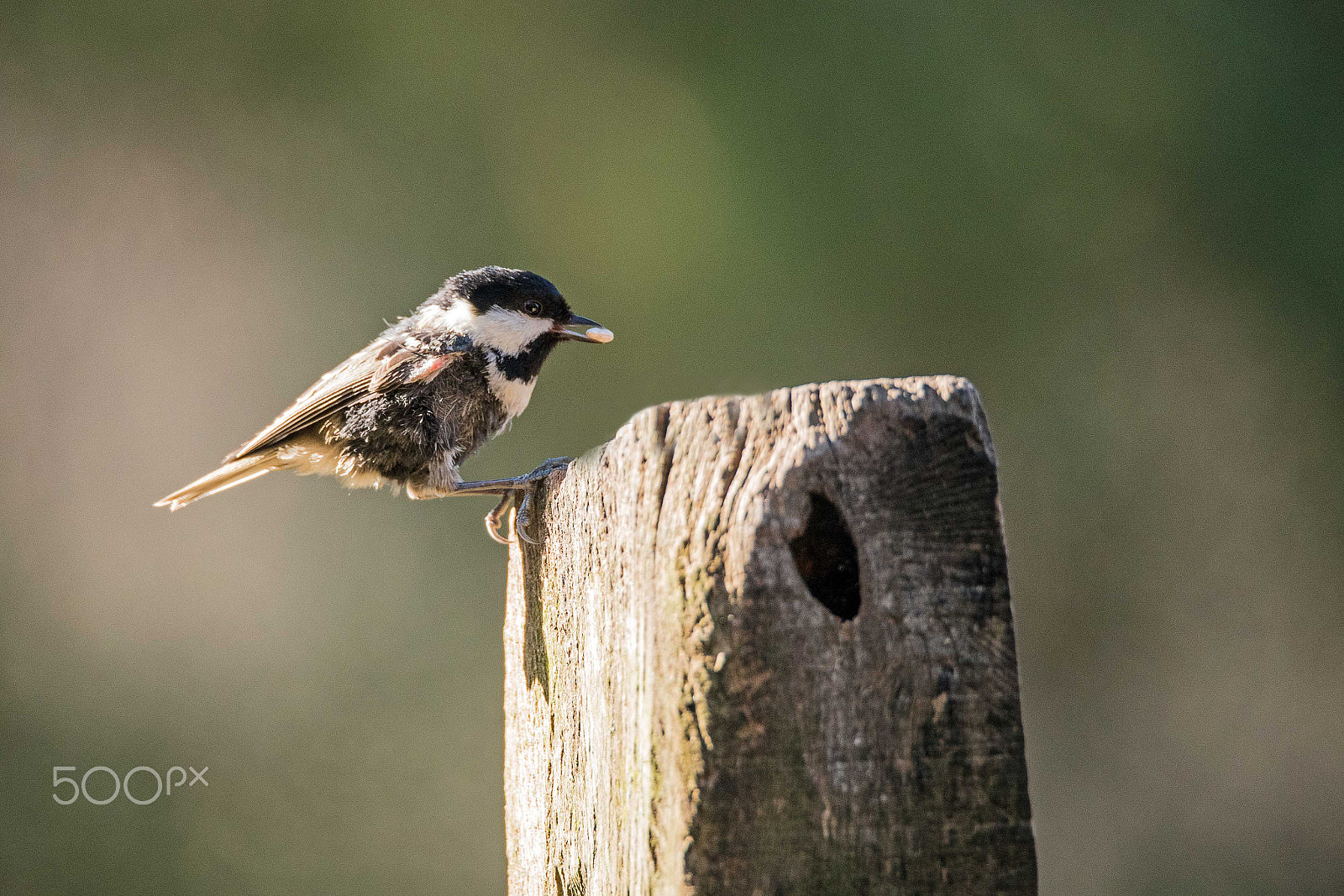 Nikon D750 + Sigma 150-600mm F5-6.3 DG OS HSM | S sample photo. Scruffy coal tit photography