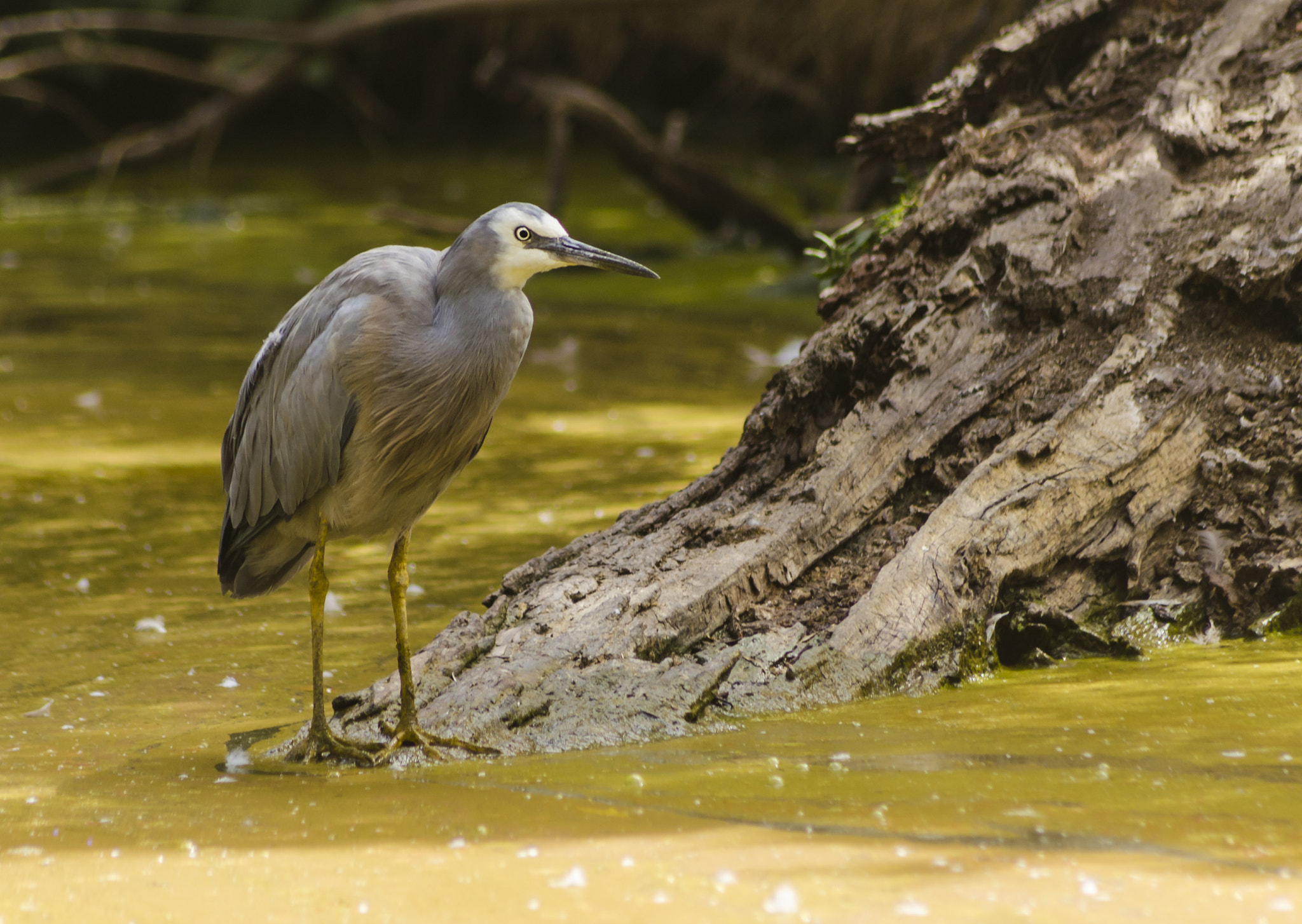 Sigma 70-300mm F4-5.6 APO DG Macro sample photo. White-faced heron photography