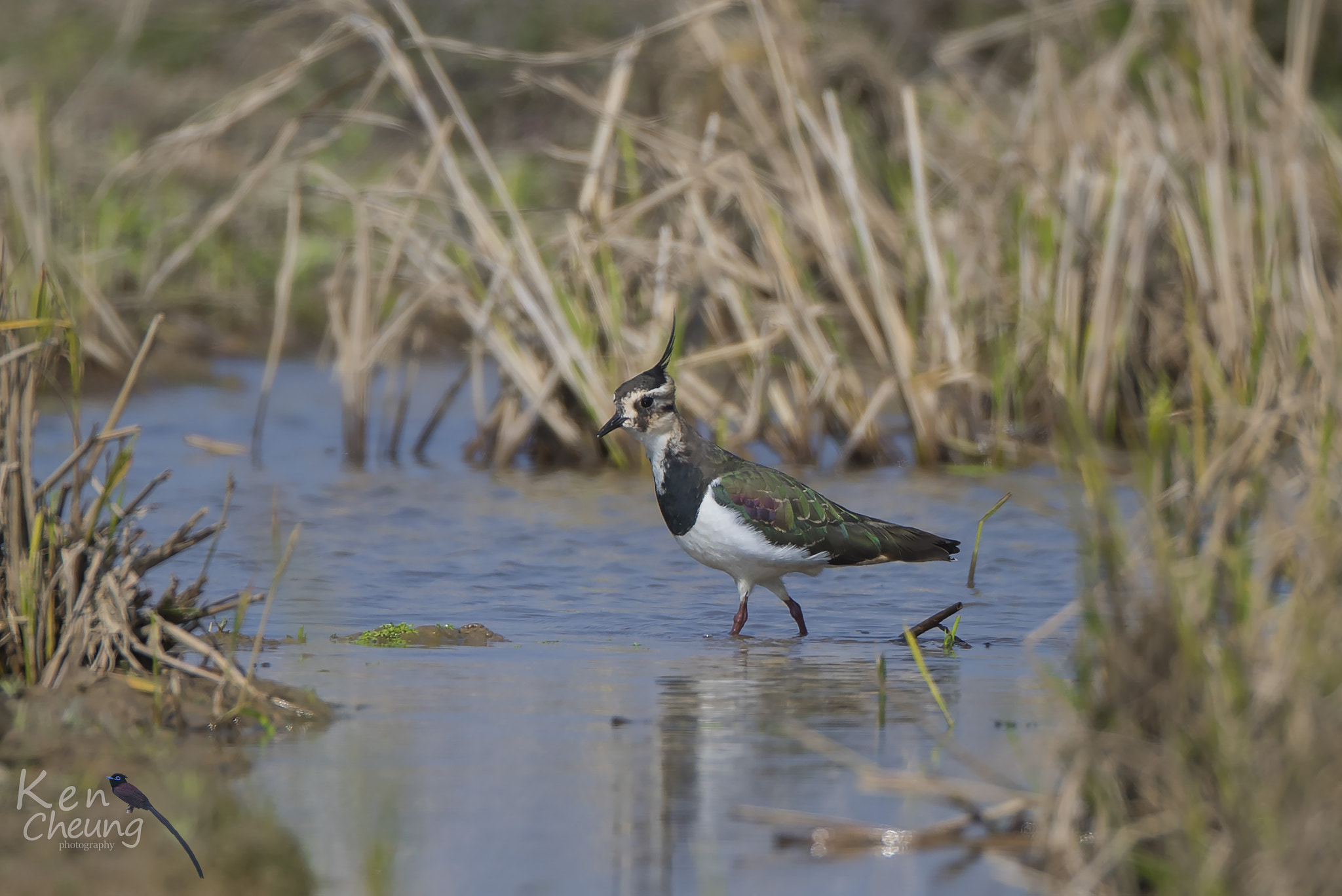 Canon EF 800mm F5.6L IS USM sample photo. Northern lapwing photography