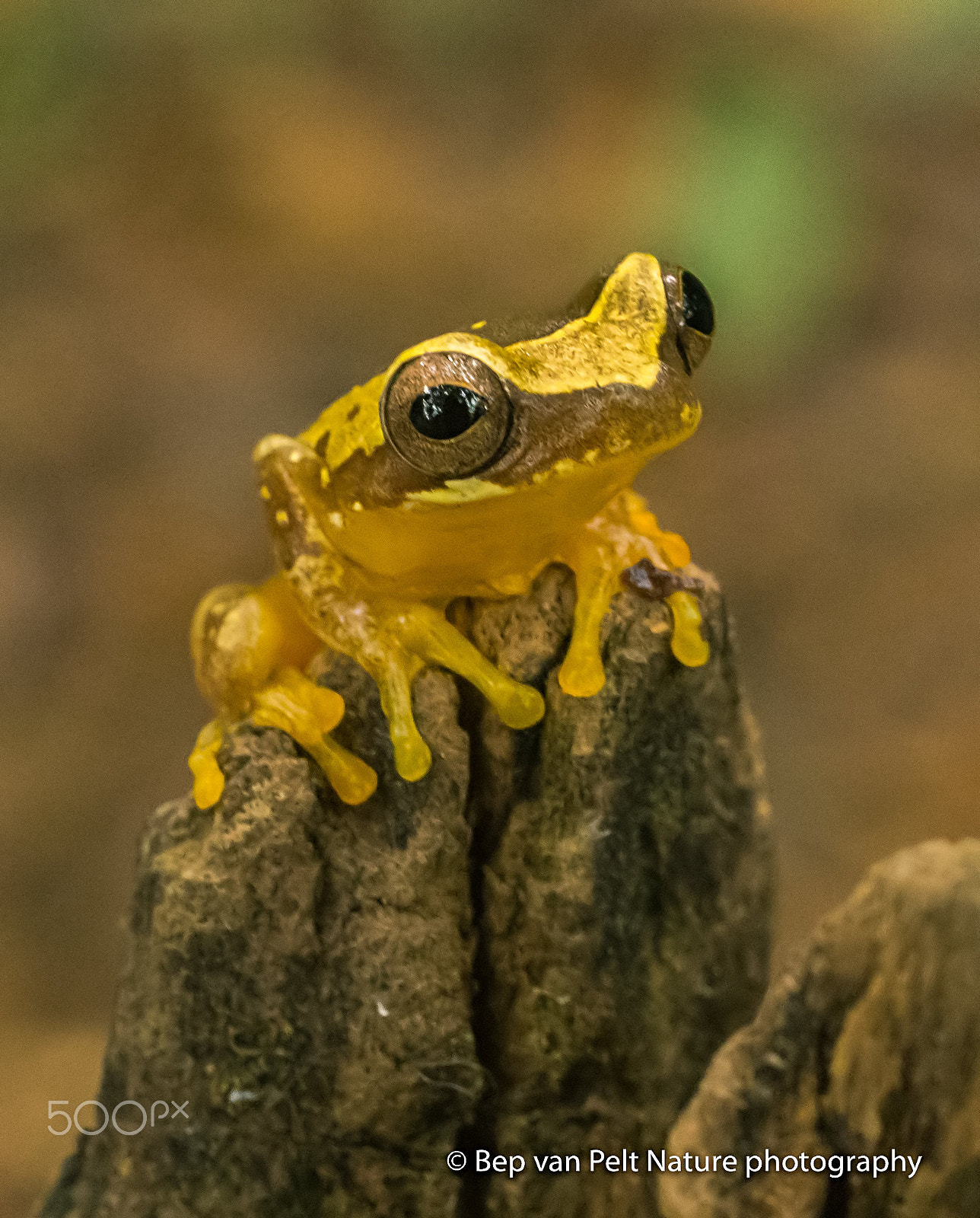 Nikon D500 + Sigma 50mm F2.8 EX DG Macro sample photo. Tropical frog photography