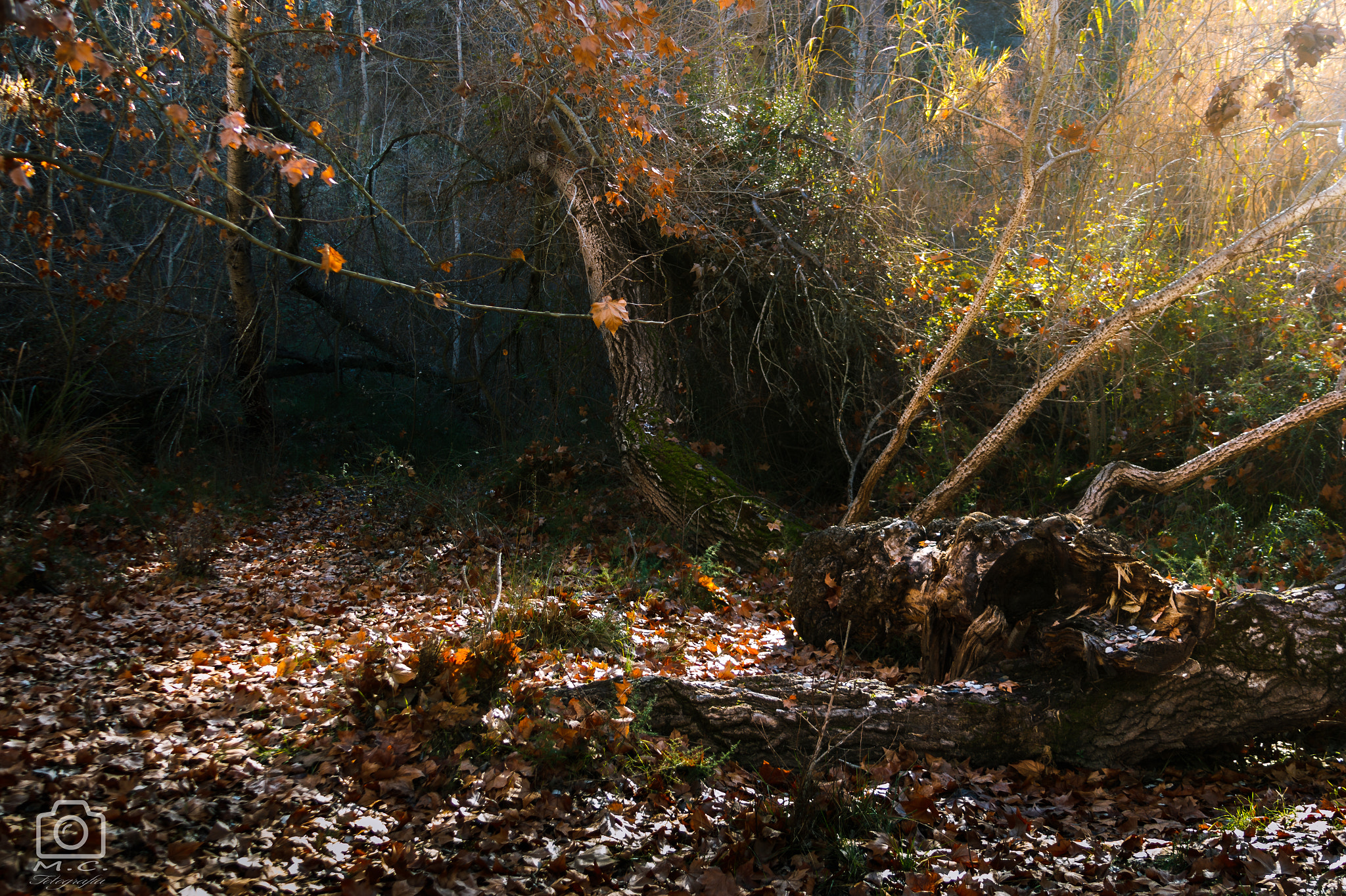 Canon EF 28-135mm F3.5-5.6 IS USM sample photo. Forest 1 photography