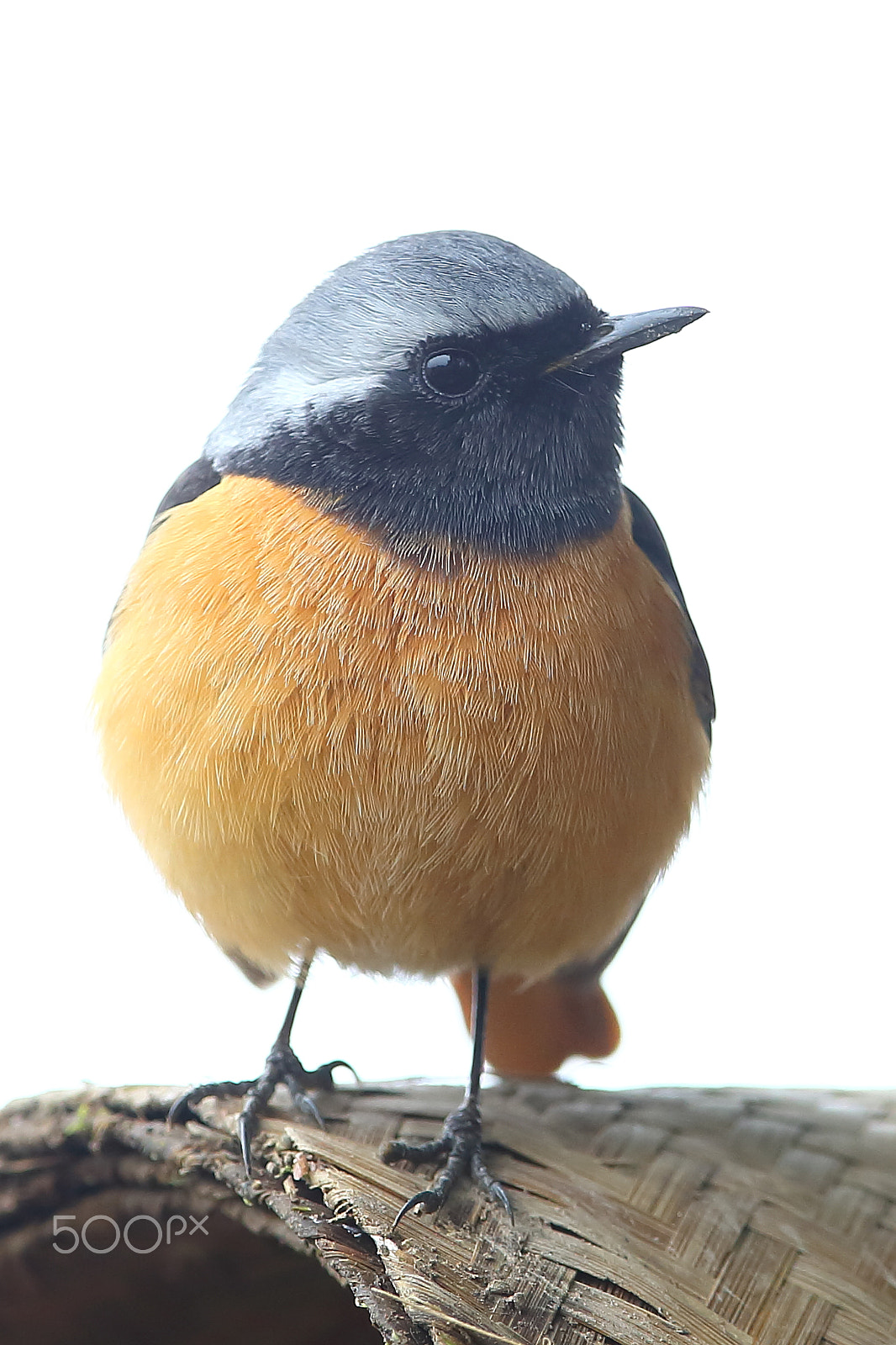 Canon EF 400mm F2.8L IS II USM sample photo. 北红尾鸲 photography