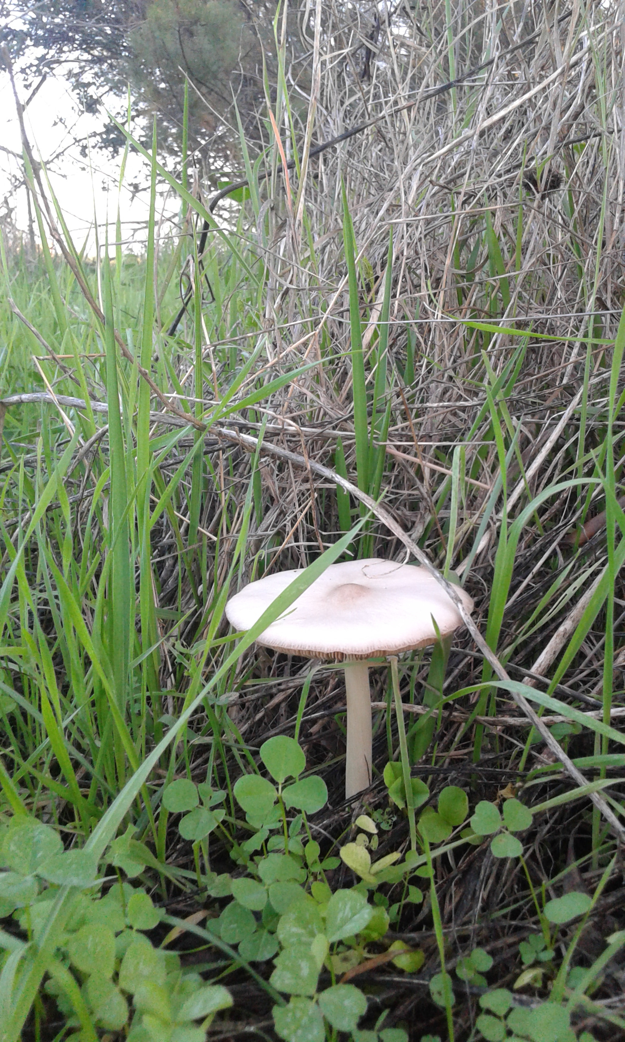 Samsung Galaxy Grand Neo Plus sample photo