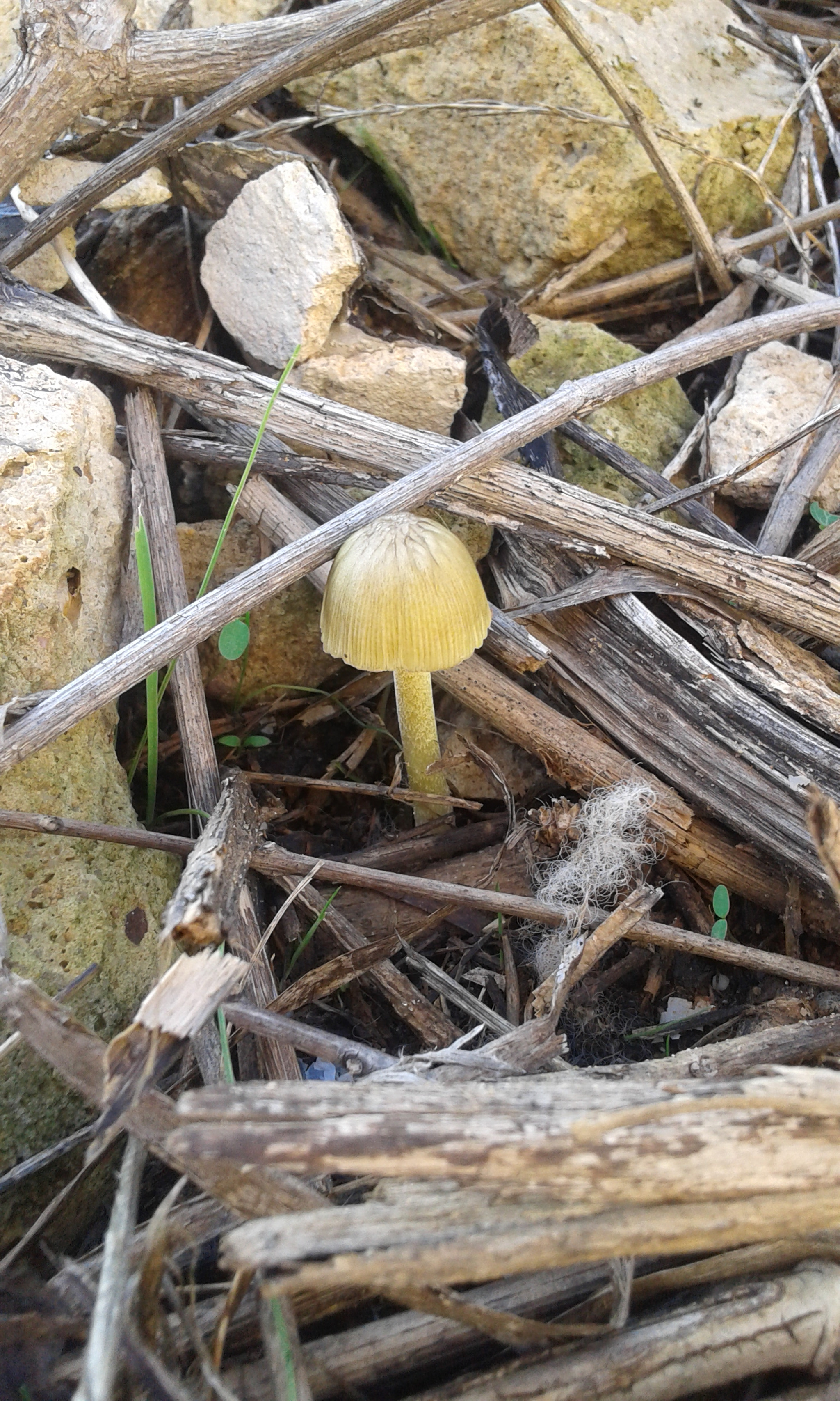 Samsung Galaxy Grand Neo Plus sample photo
