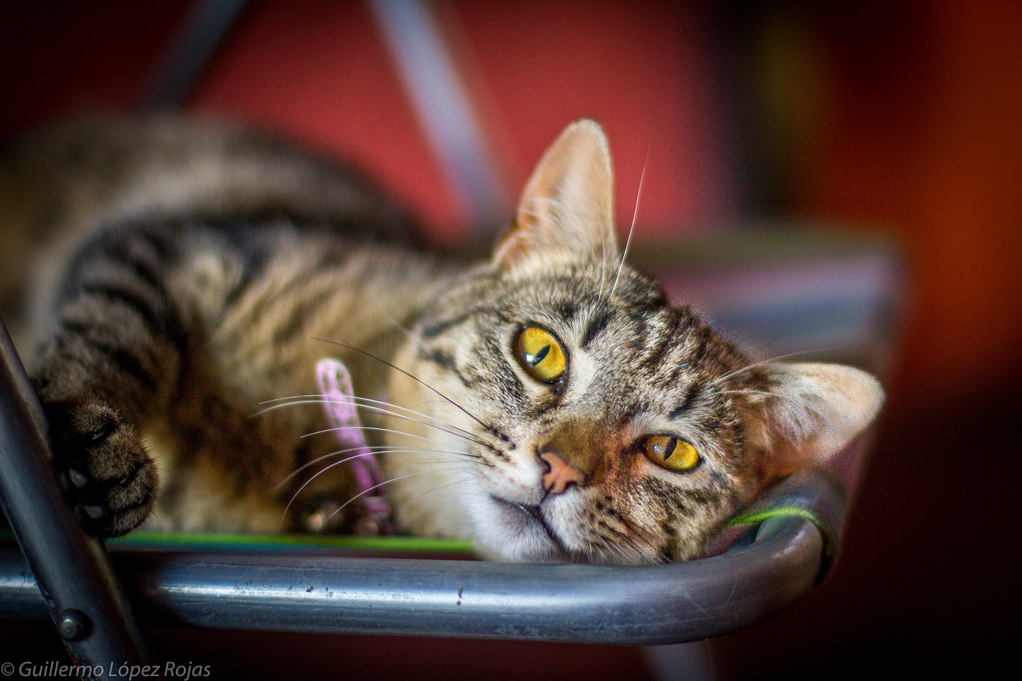Canon EF 50mm F1.4 USM sample photo. Wake up you lazy! photography