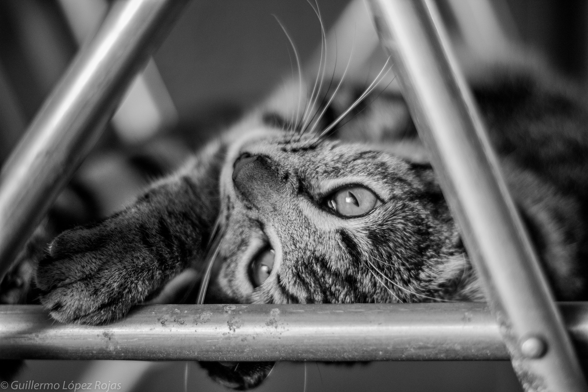 Canon EF 50mm F1.4 USM sample photo. What are you looking at? photography