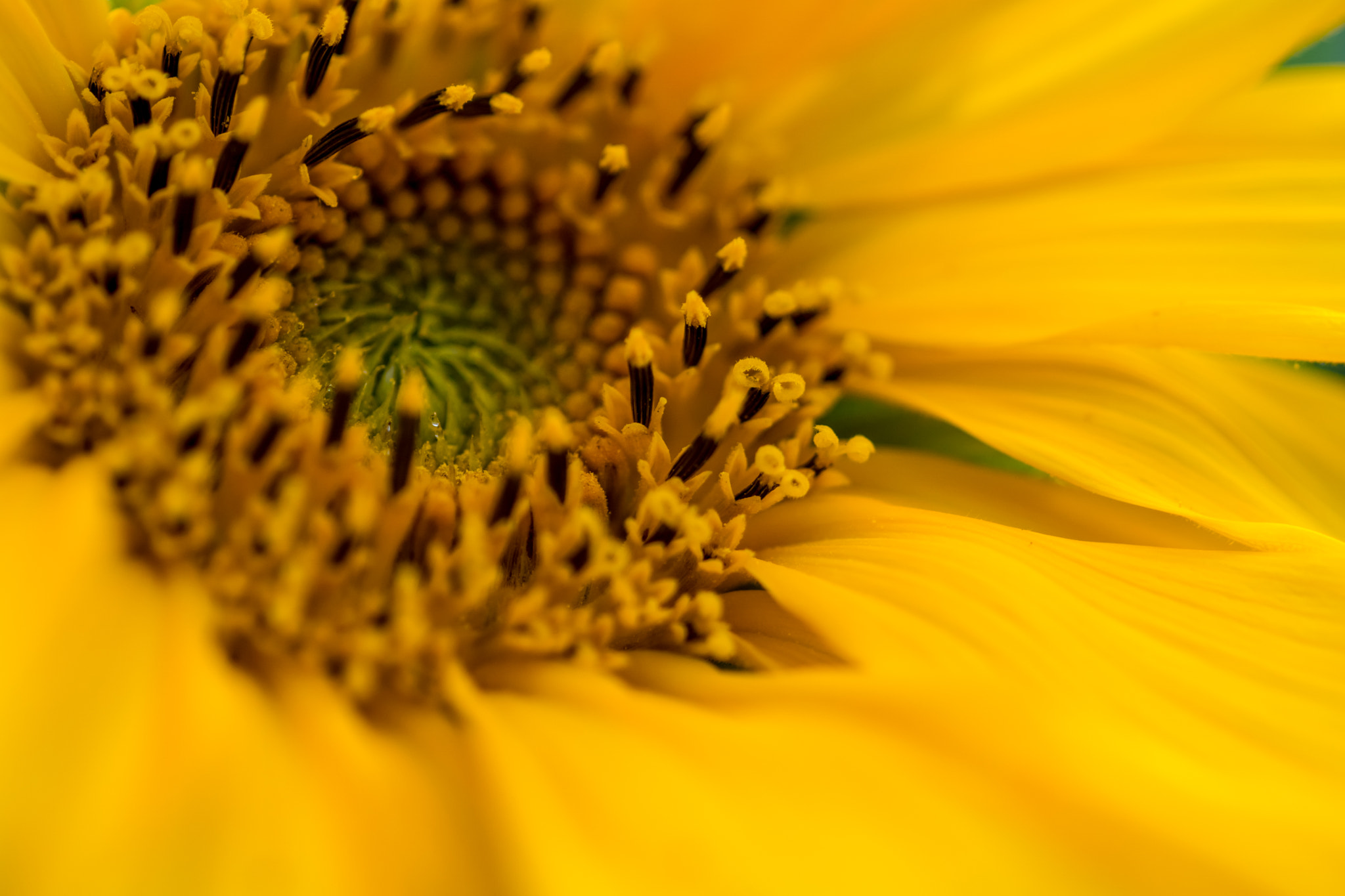 Sony ILCA-77M2 sample photo. Sunflower photography