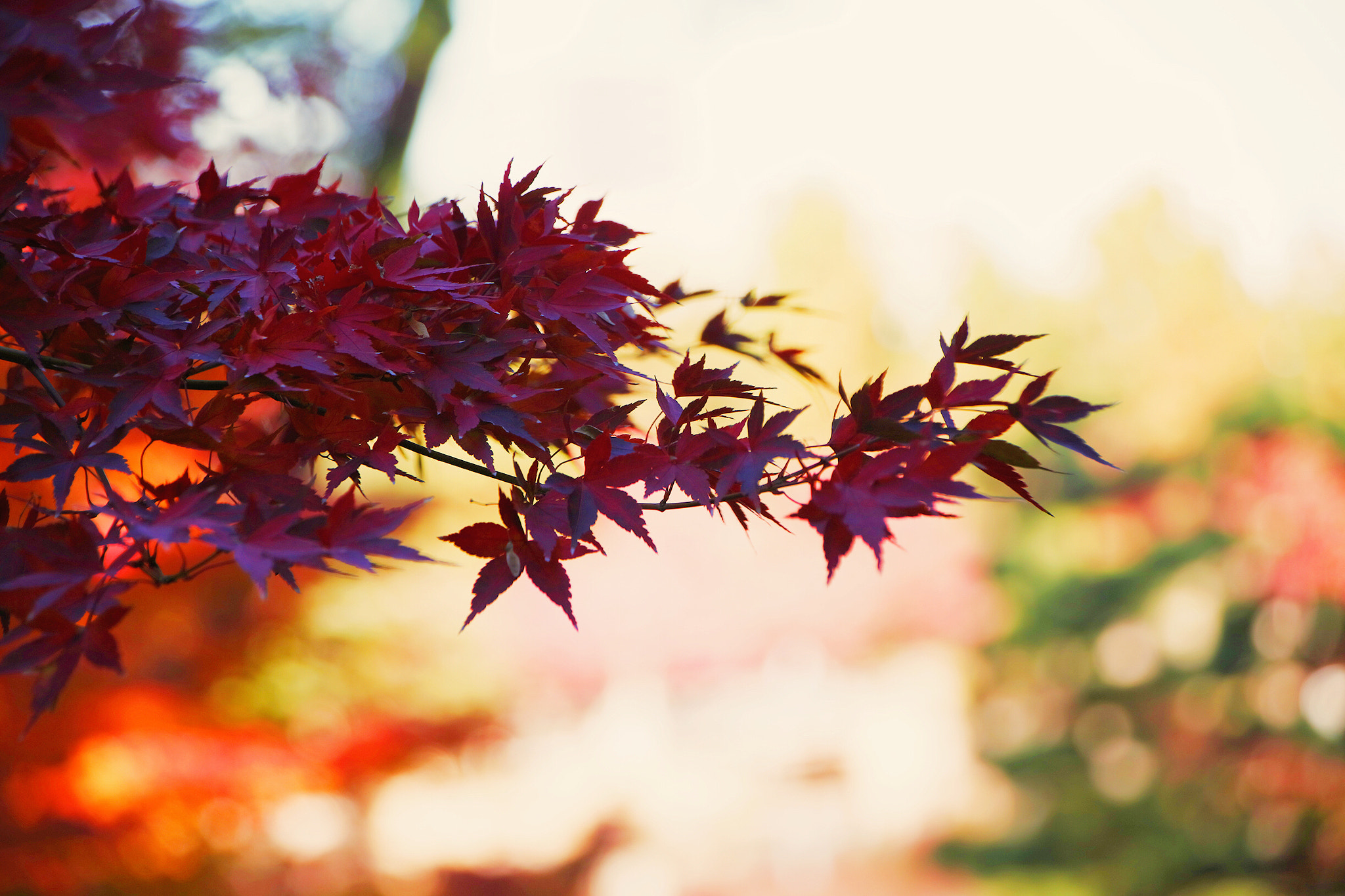 Canon EOS 5DS R sample photo