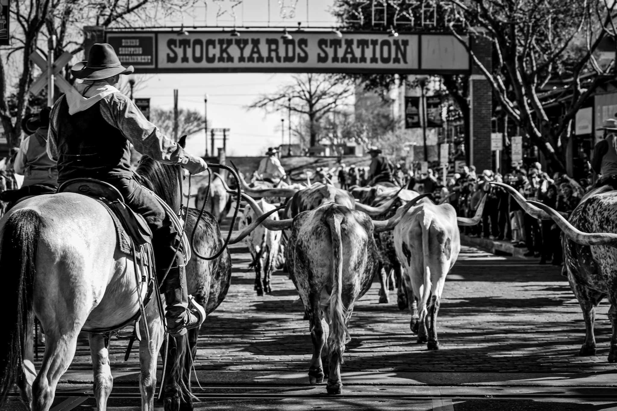 Sony SLT-A77 + Sony 70-400mm F4-5.6 G SSM II sample photo. Cattle run photography