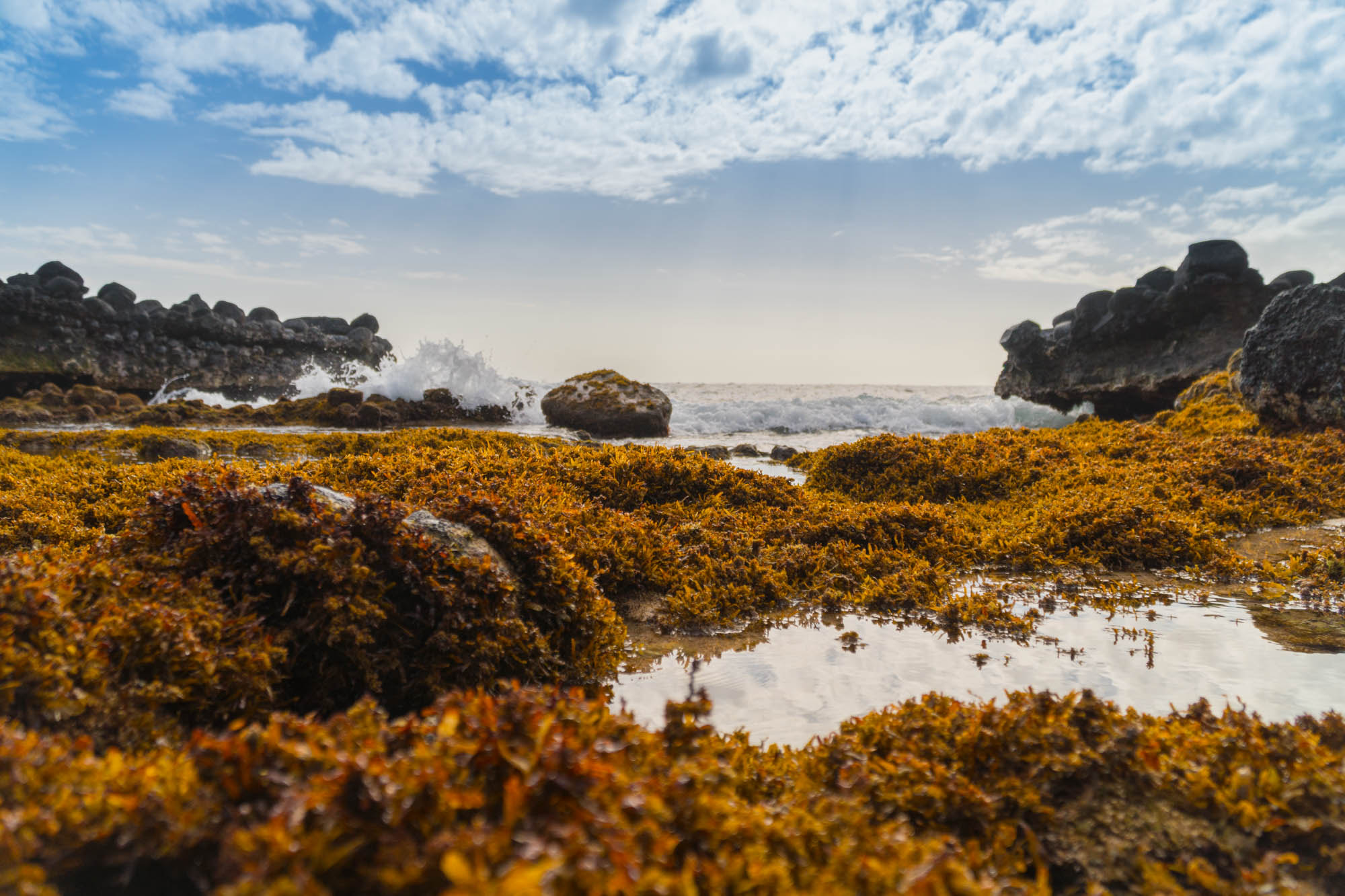 Sony E PZ 18-105mm F4 G OSS sample photo. Bed of seaweed photography