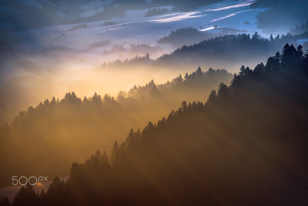 Sony a7R + Sony FE 24-240mm F3.5-6.3 OSS sample photo. Pieniny forest photography