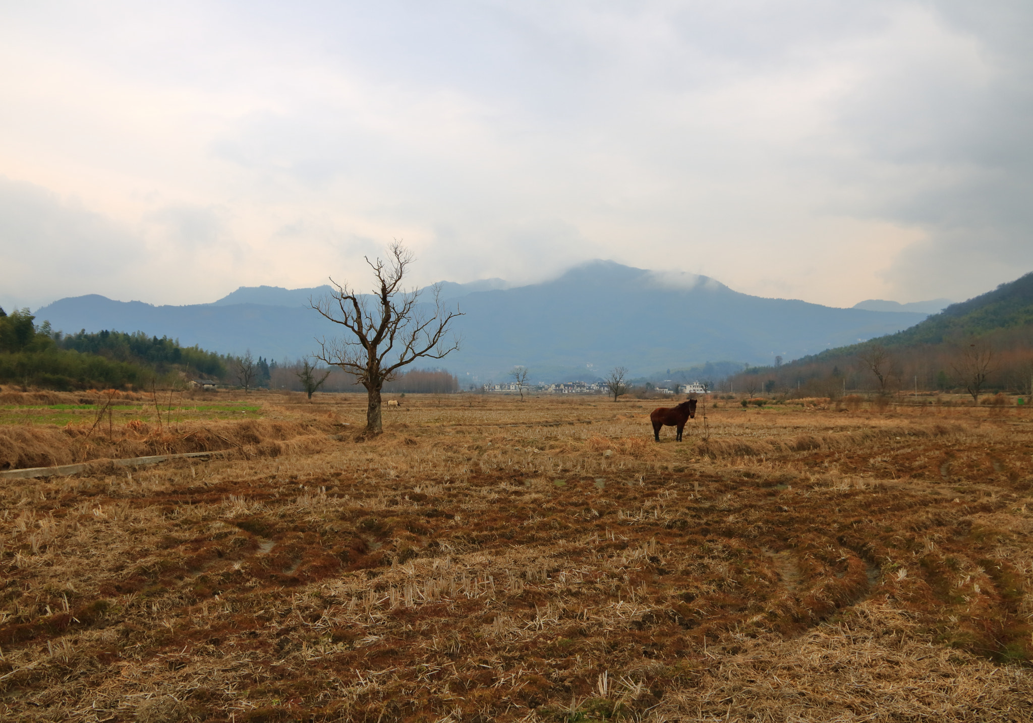 Canon EOS 760D (EOS Rebel T6s / EOS 8000D) sample photo