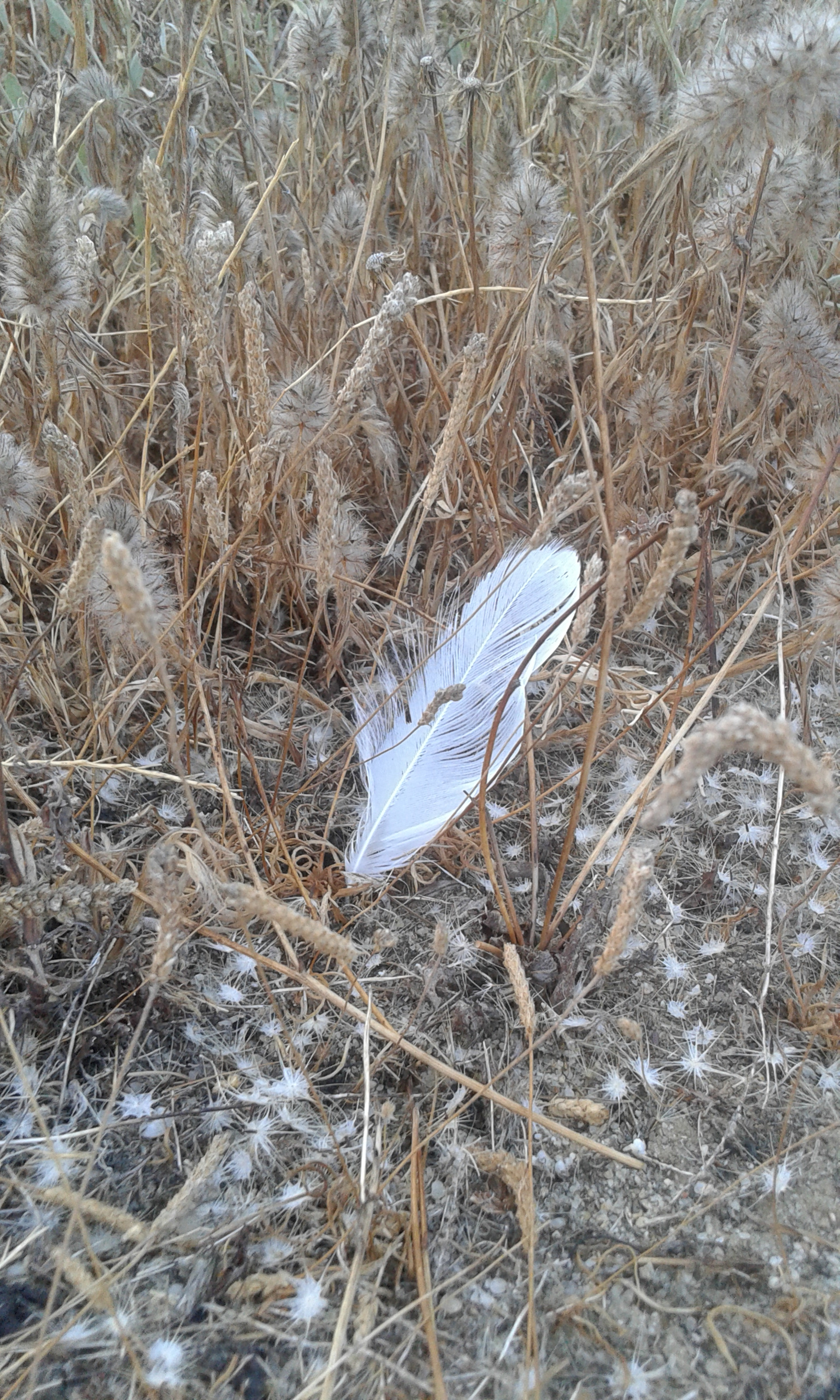 Samsung Galaxy Grand Neo Plus sample photo