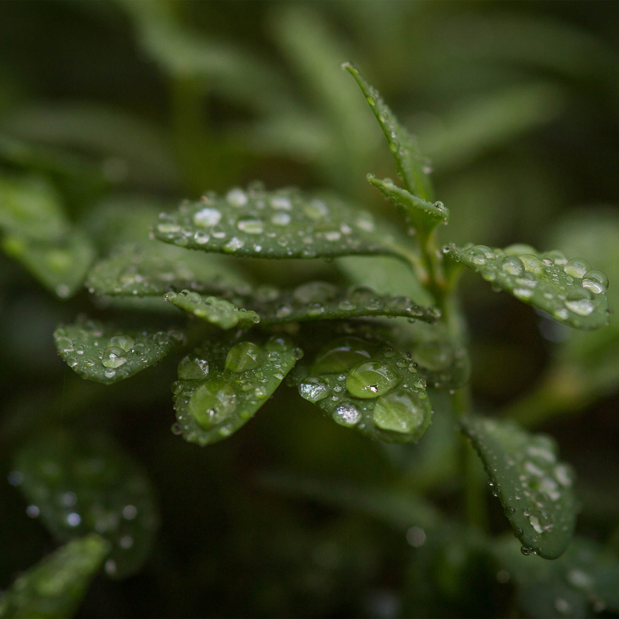 Canon EOS 70D + Sigma 105mm F2.8 EX DG Macro sample photo. Bonsai photography