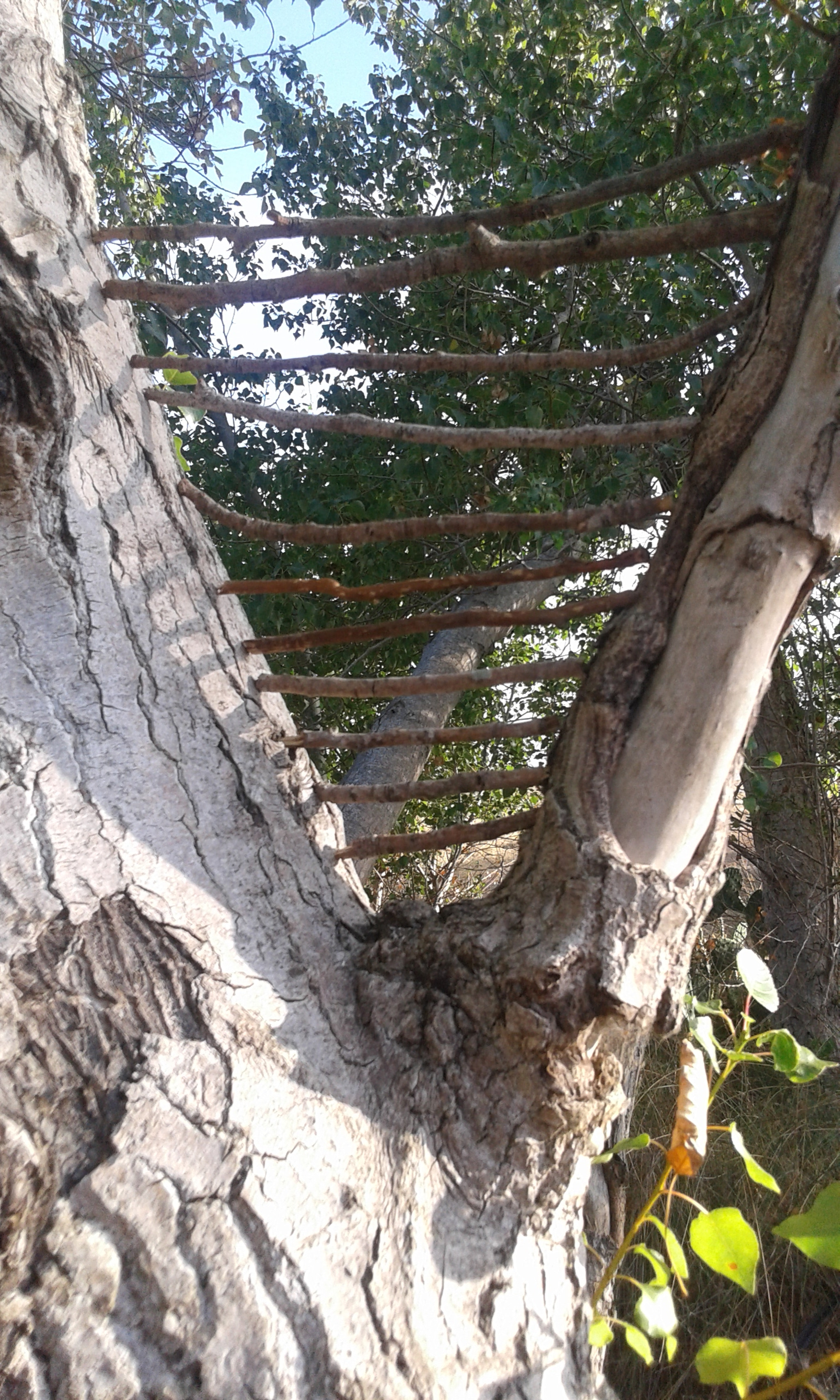 Samsung Galaxy Grand Neo Plus sample photo