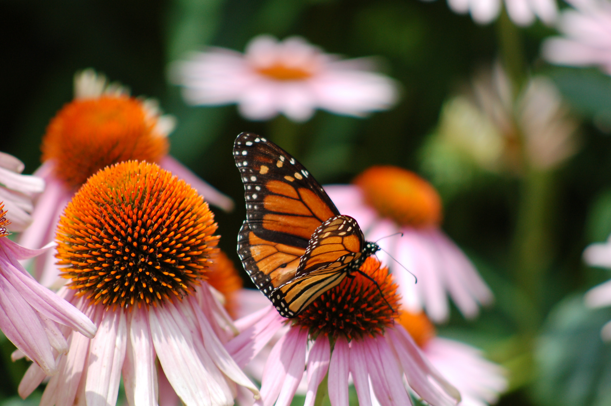 Nikon D50 sample photo. Butterfly in garden photography