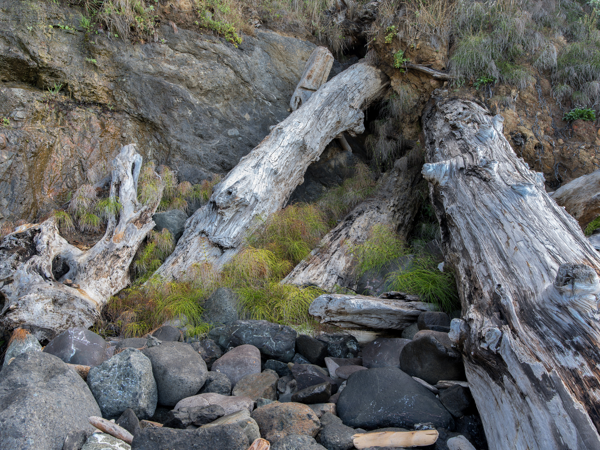 Pentax 645Z + HD Pentax-D FA645 35mm F3.5 AL [IF] sample photo. Drift logs, china beach photography