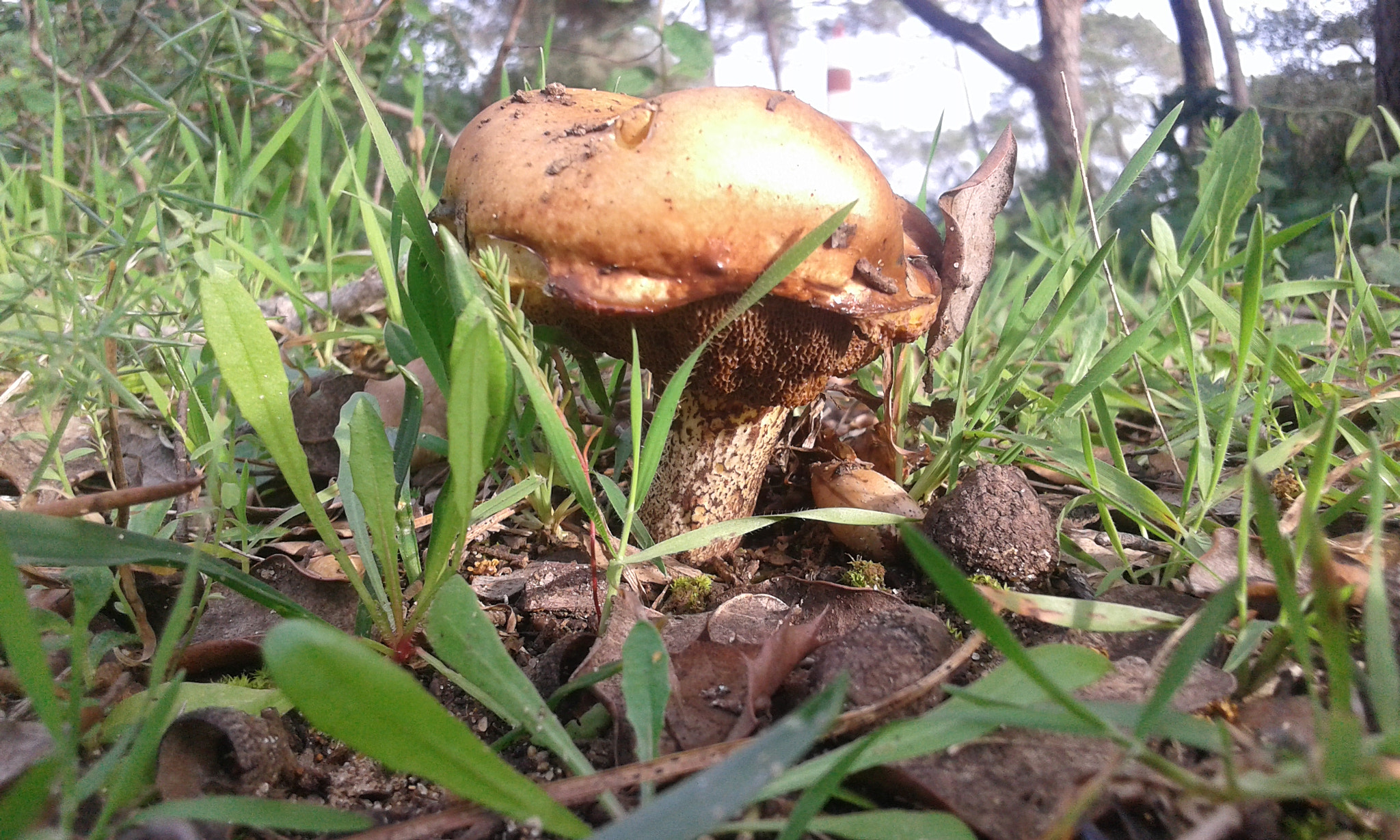 Samsung Galaxy Grand Neo Plus sample photo