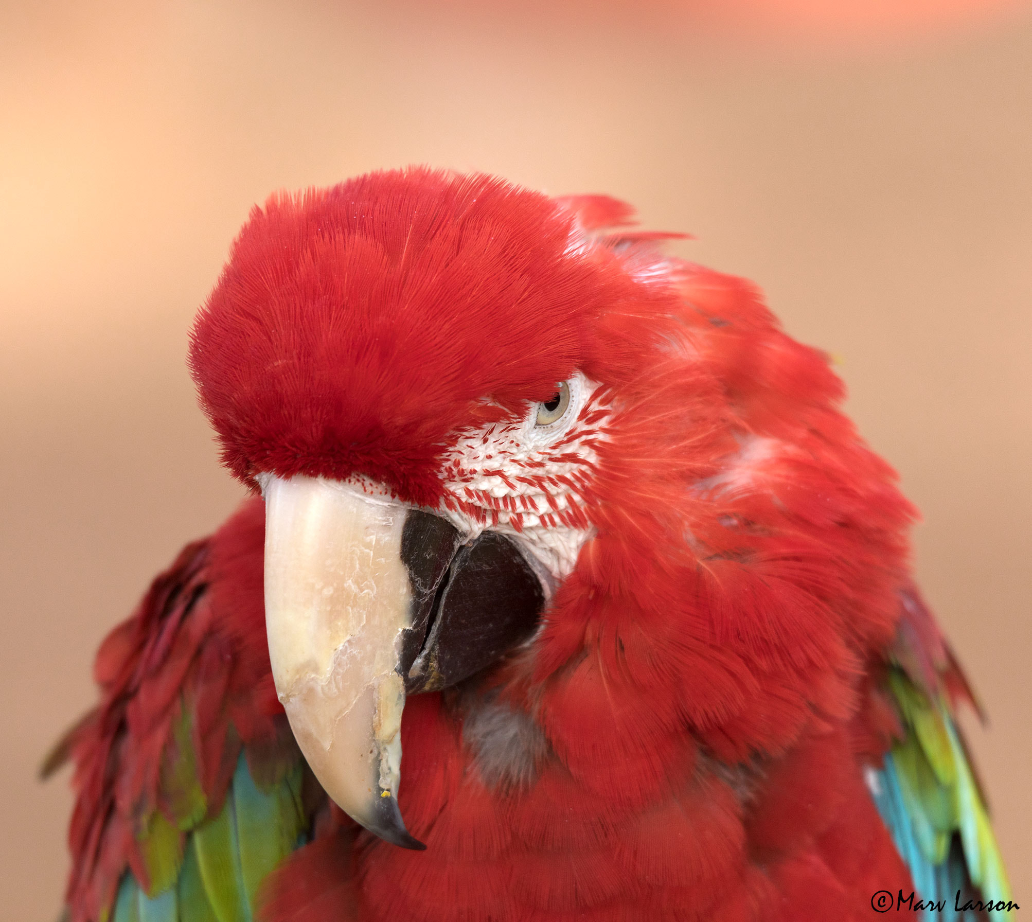 Tamron SP 150-600mm F5-6.3 Di VC USD sample photo. Scarlet macaw photography
