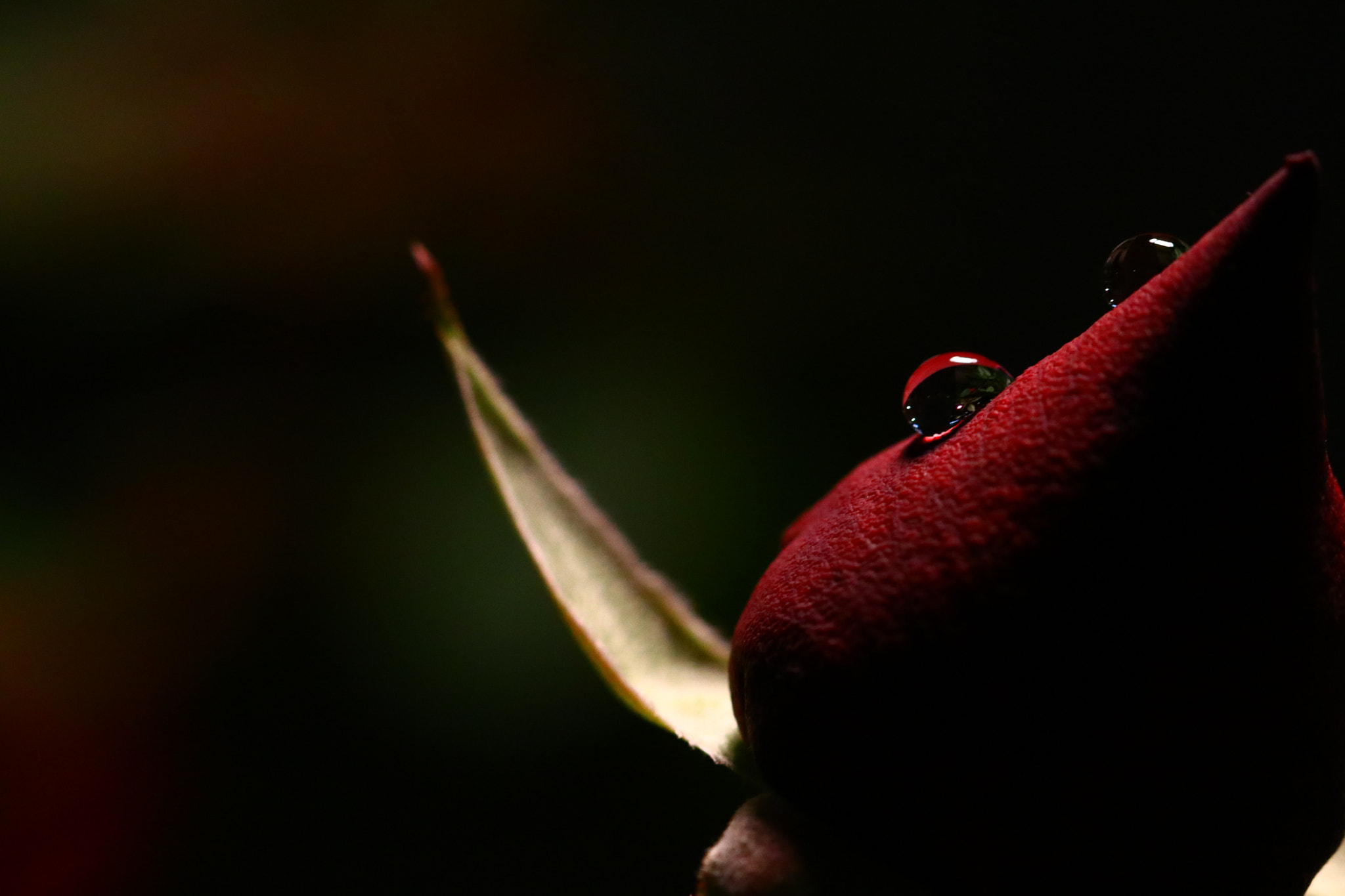Sigma 105mm F2.8 EX DG OS HSM sample photo. Drop rose photography