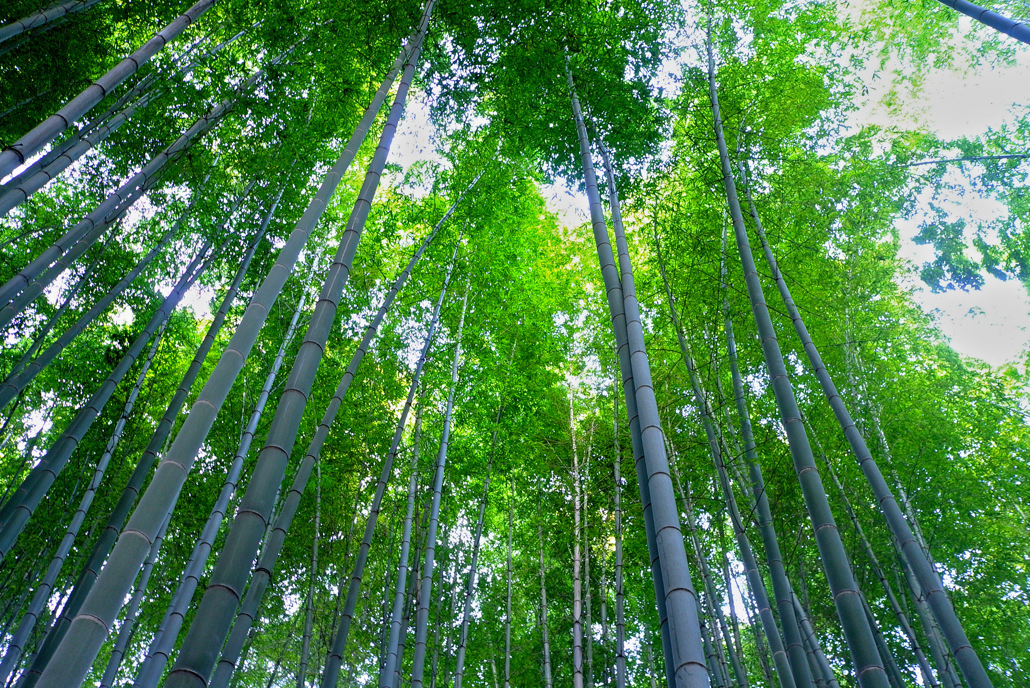 Leica X1 sample photo. Green bamboo photography