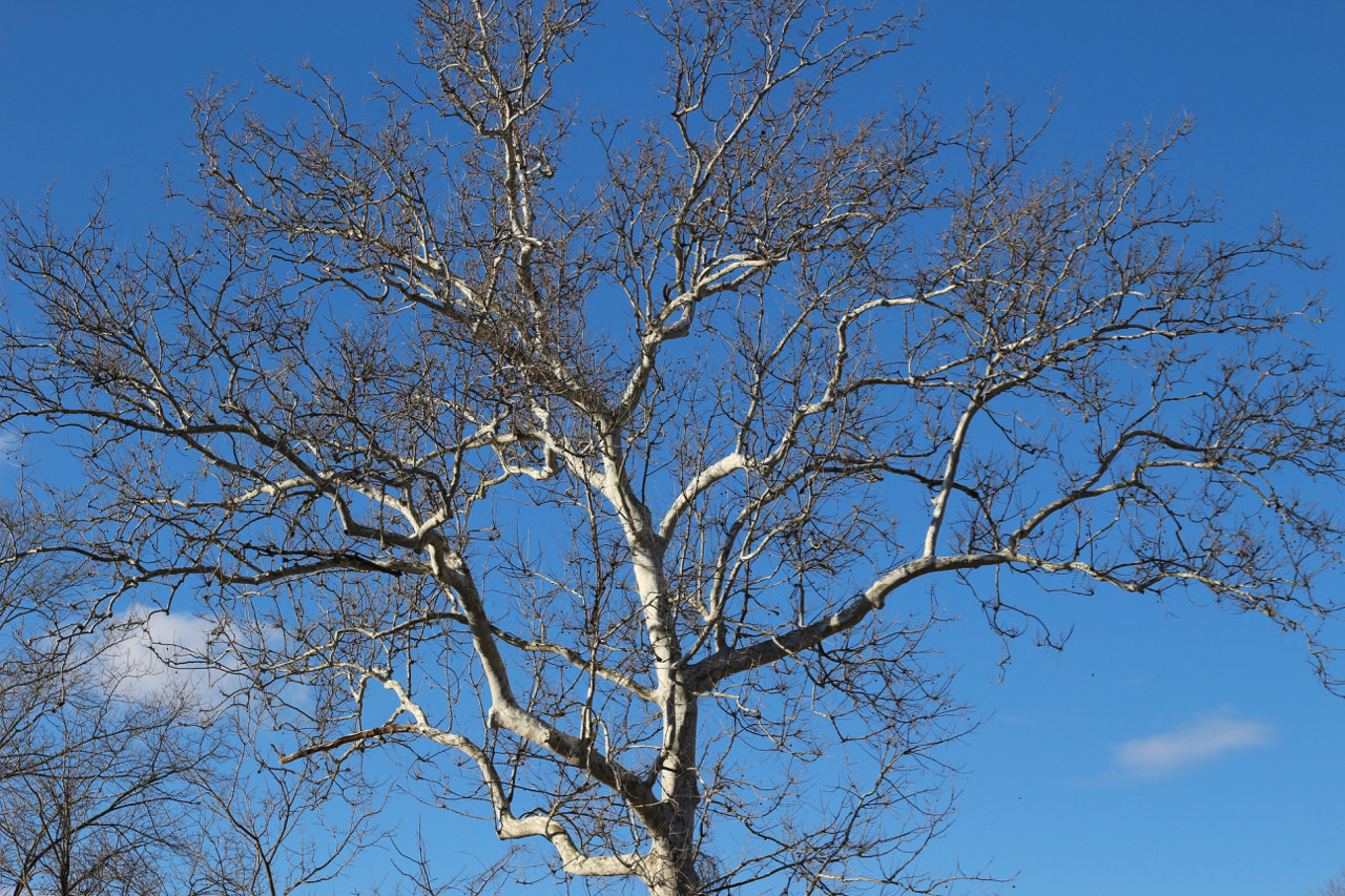 Canon EOS 100D (EOS Rebel SL1 / EOS Kiss X7) sample photo. January silver photography