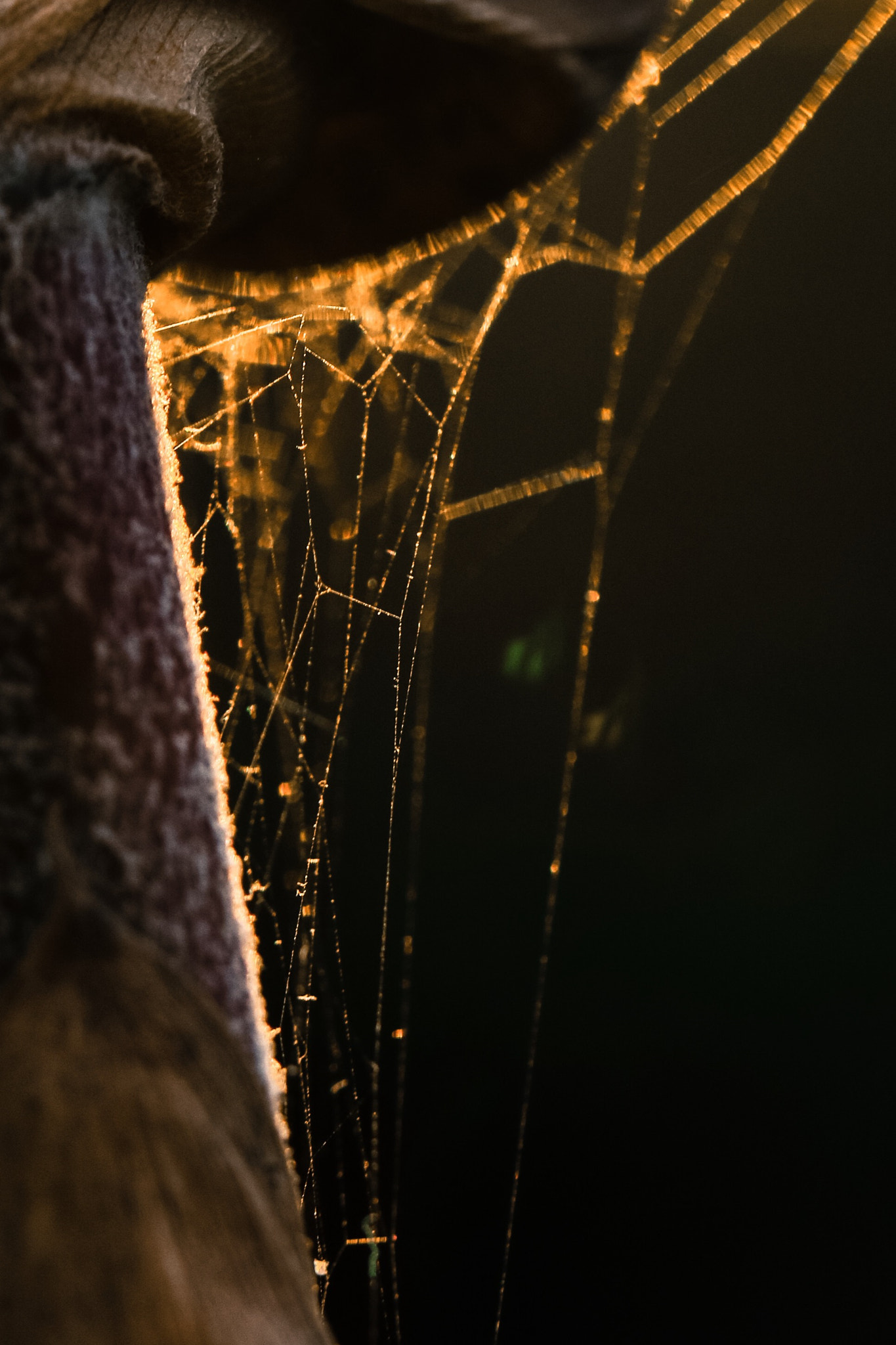 Canon EF 100mm F2.8L Macro IS USM sample photo. Sunset photography
