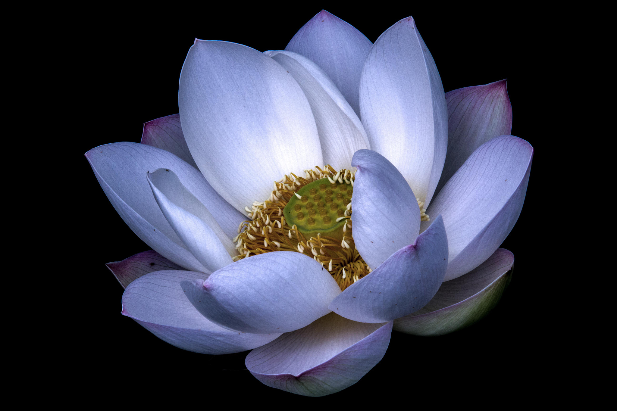 Canon EF 70-200mm F4L IS USM sample photo. Lotus photography
