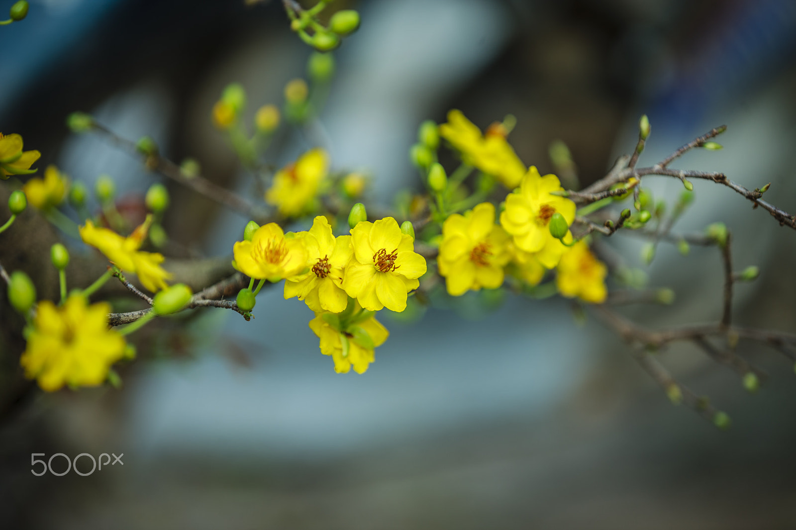 Canon EOS-1Ds Mark III sample photo. Apricot blossom photography