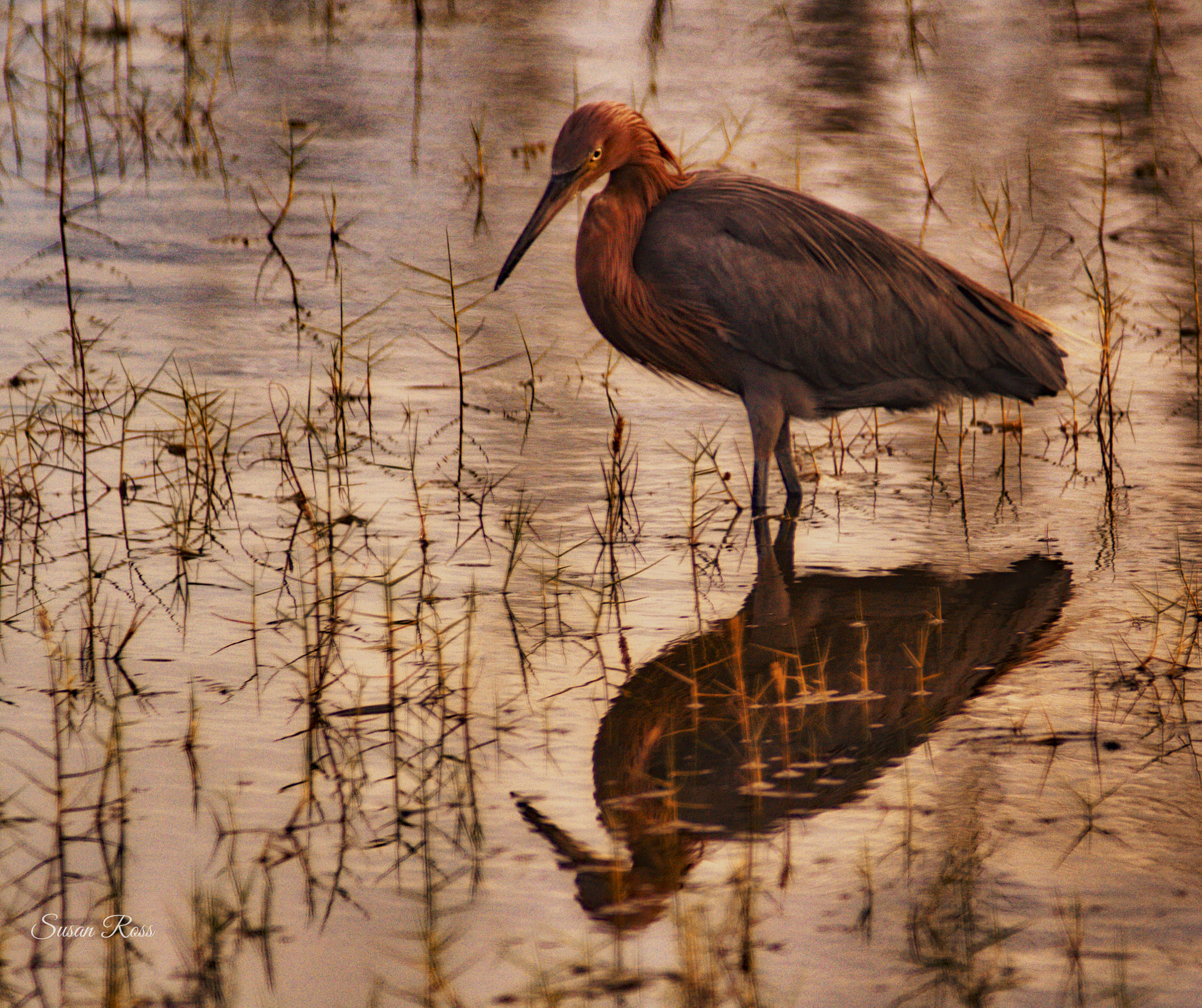 Canon EF 70-200mm F2.8L USM sample photo. Reddish egret at dusk photography